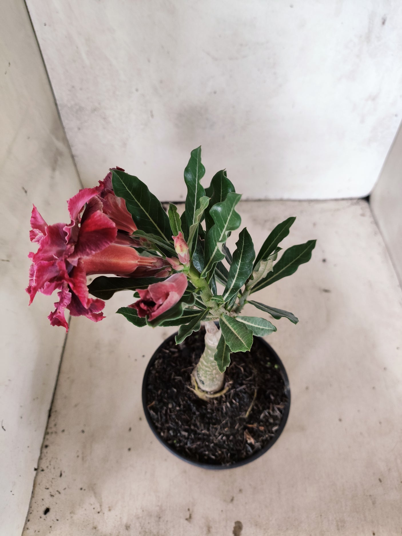 ENXERTO 12440 – 20cm (cor LM 1008)