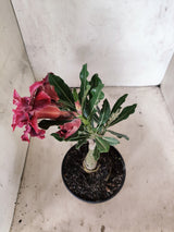 ENXERTO 12440 – 20cm (cor LM 1008)