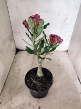 ENXERTO 12440 – 20cm (cor LM 1008)