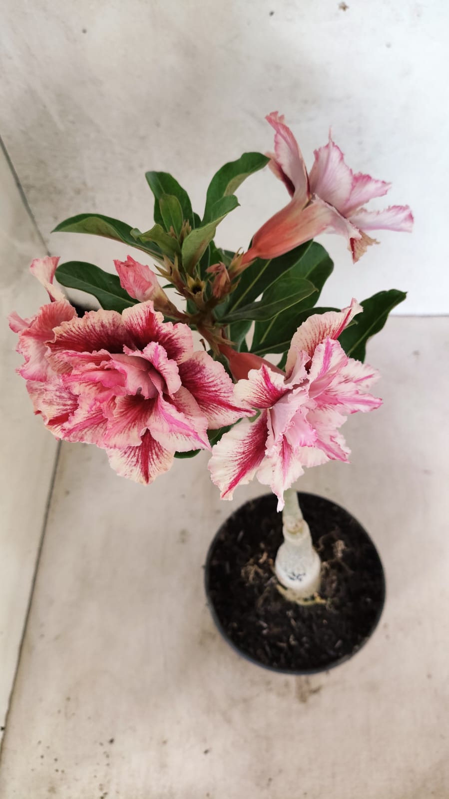 ENXERTO 12587 – 20cm (cor LM 964)