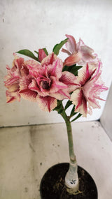 ENXERTO 12587 – 20cm (cor LM 964)