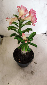 ENXERTO 12588 – 20cm (cor LM 1013)