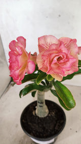 ENXERTO 12588 – 20cm (cor LM 1013)