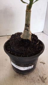 ENXERTO 12607 – 20cm (cor LM 741)