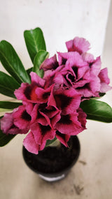 ENXERTO 12607 – 20cm (cor LM 741)