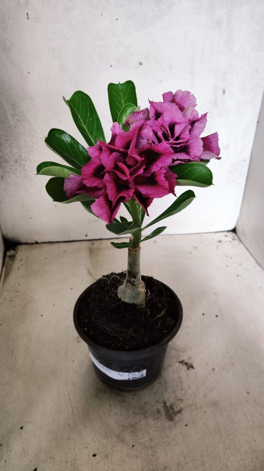 ENXERTO 12607 – 20cm (cor LM 741)