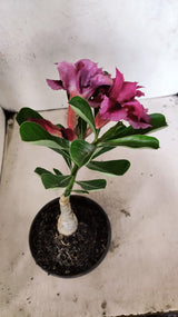 ENXERTO 12607 – 20cm (cor LM 741)