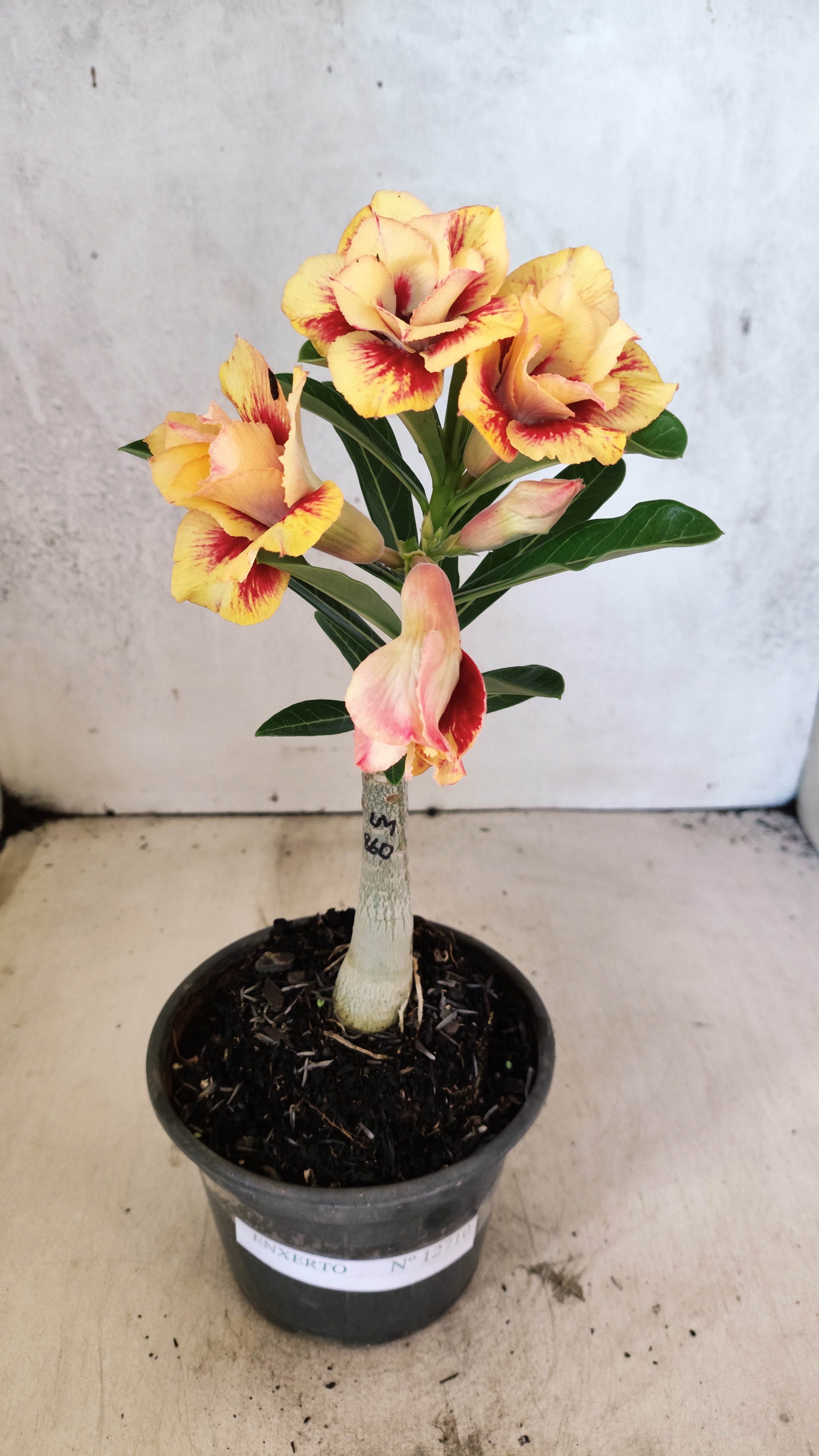 ENXERTO 12710 – 20cm (cor LM 860)