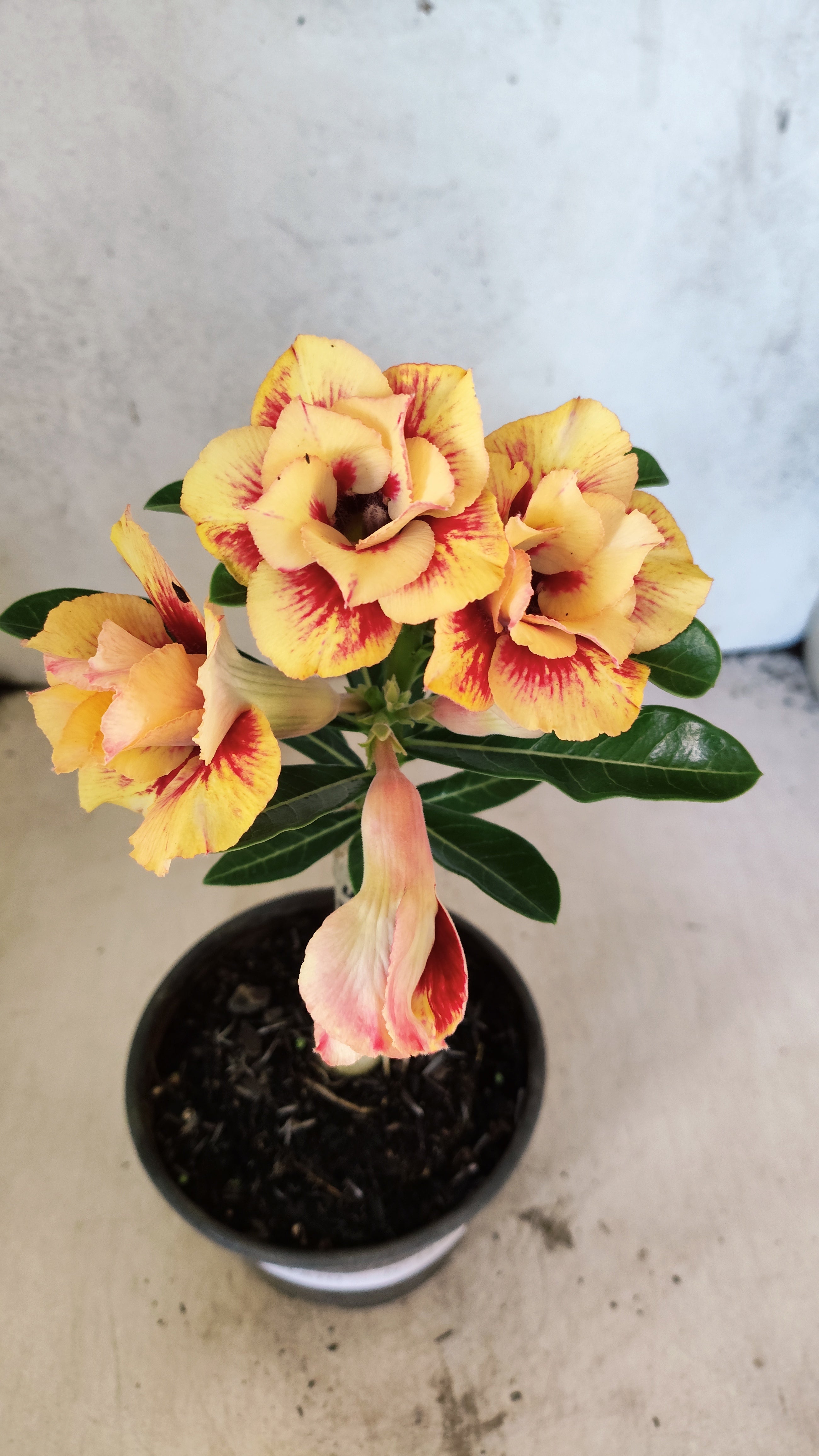 ENXERTO 12710 – 20cm (cor LM 860)