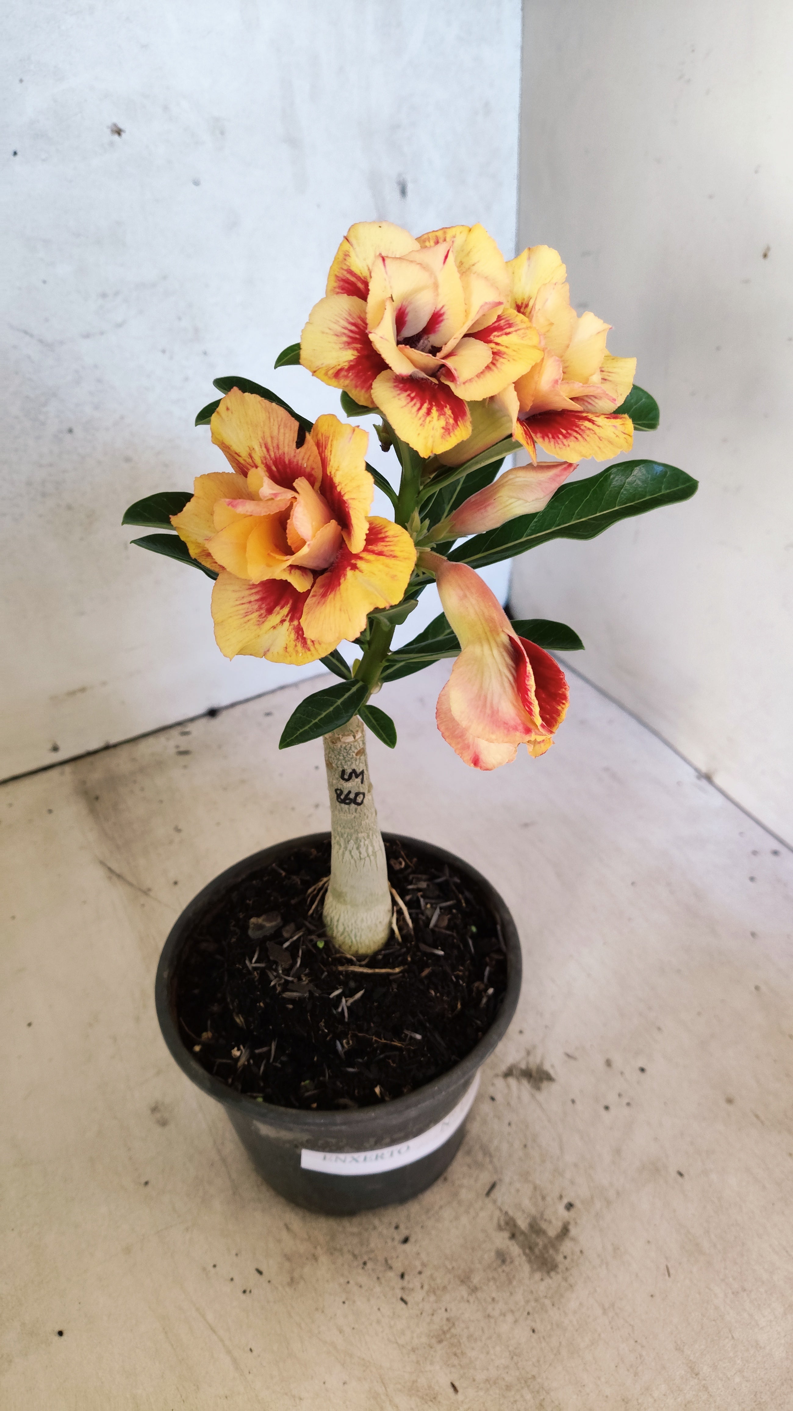 ENXERTO 12710 – 20cm (cor LM 860)