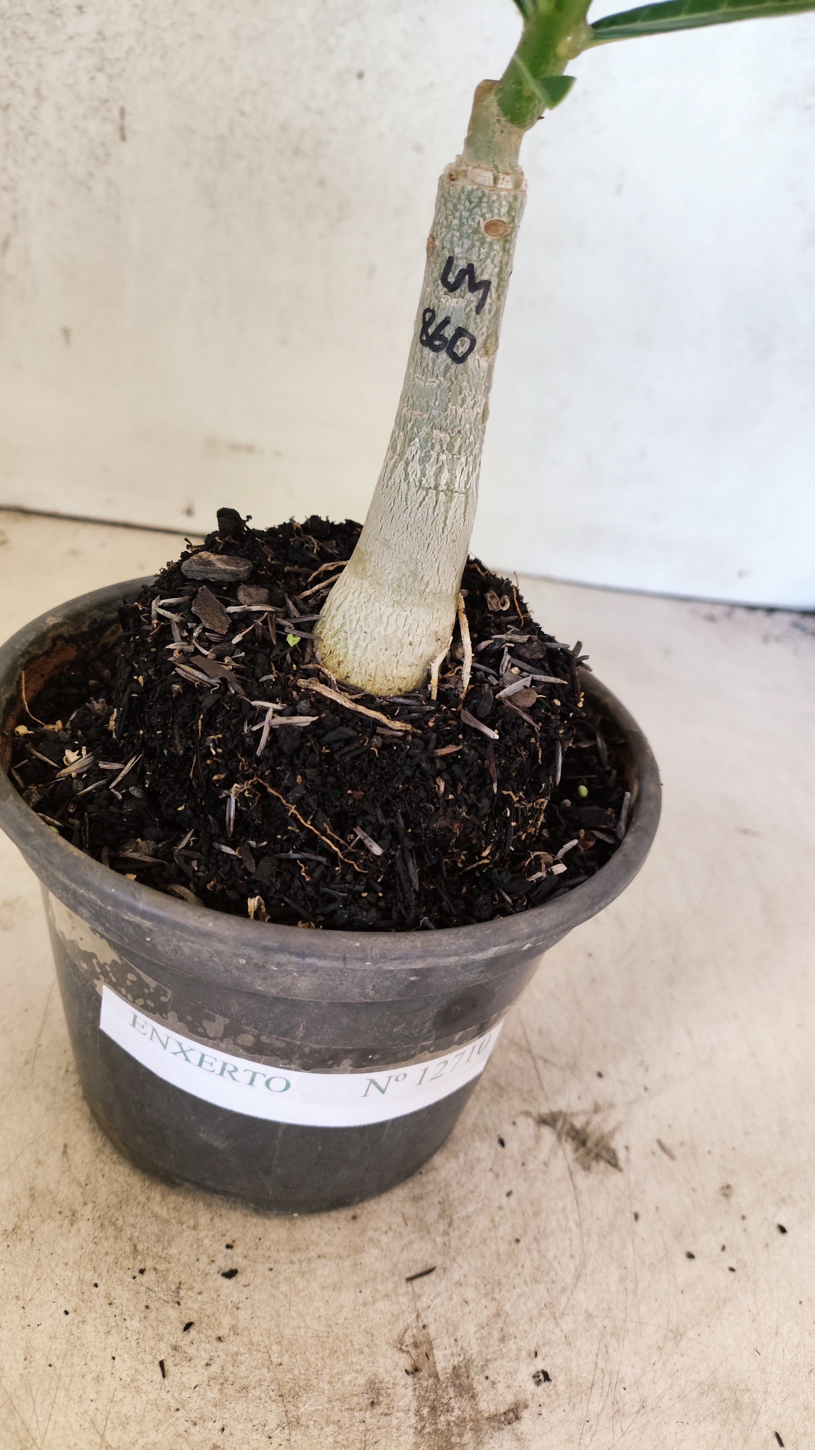 ENXERTO 12710 – 20cm (cor LM 860)