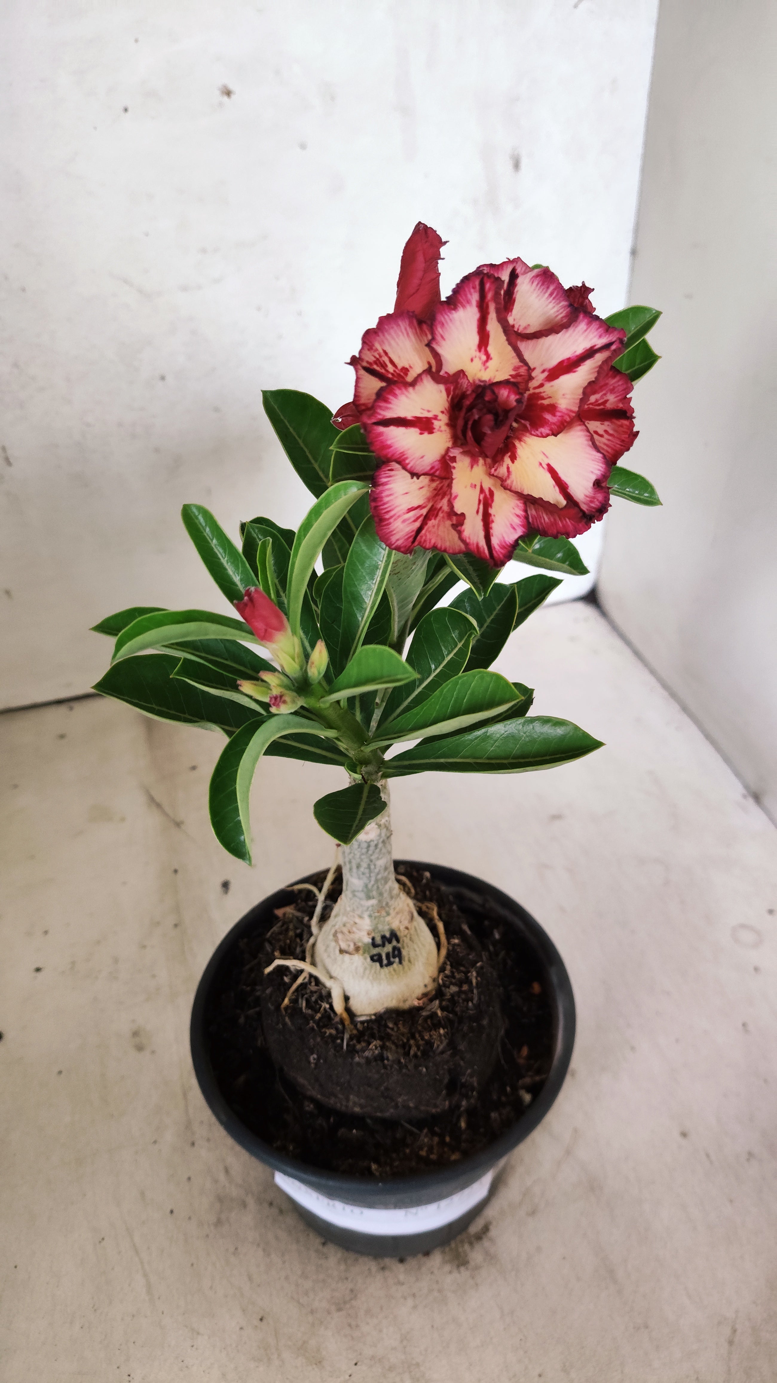 ENXERTO 12723– 25cm (cor LM 914)