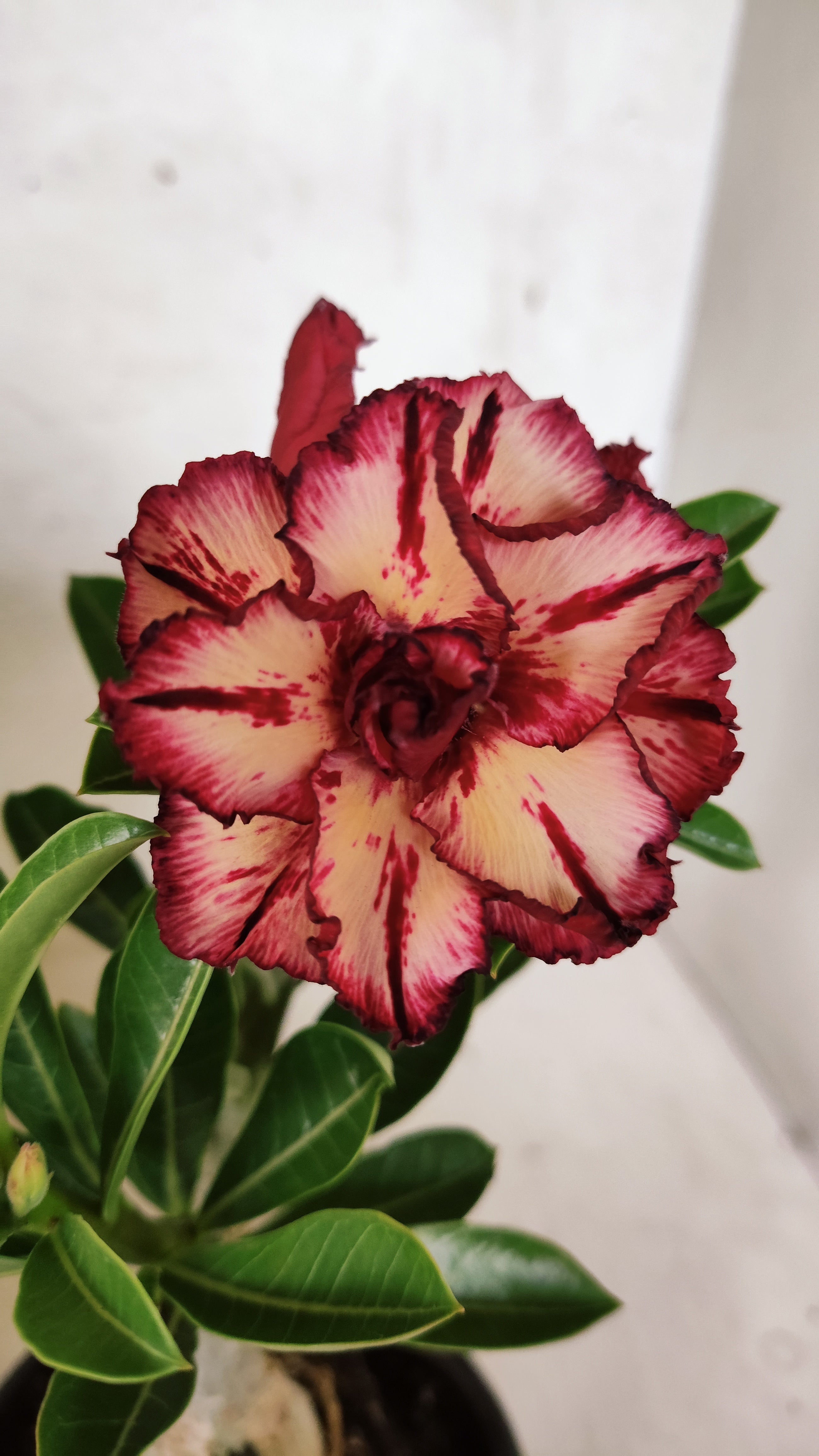 ENXERTO 12723– 25cm (cor LM 914)