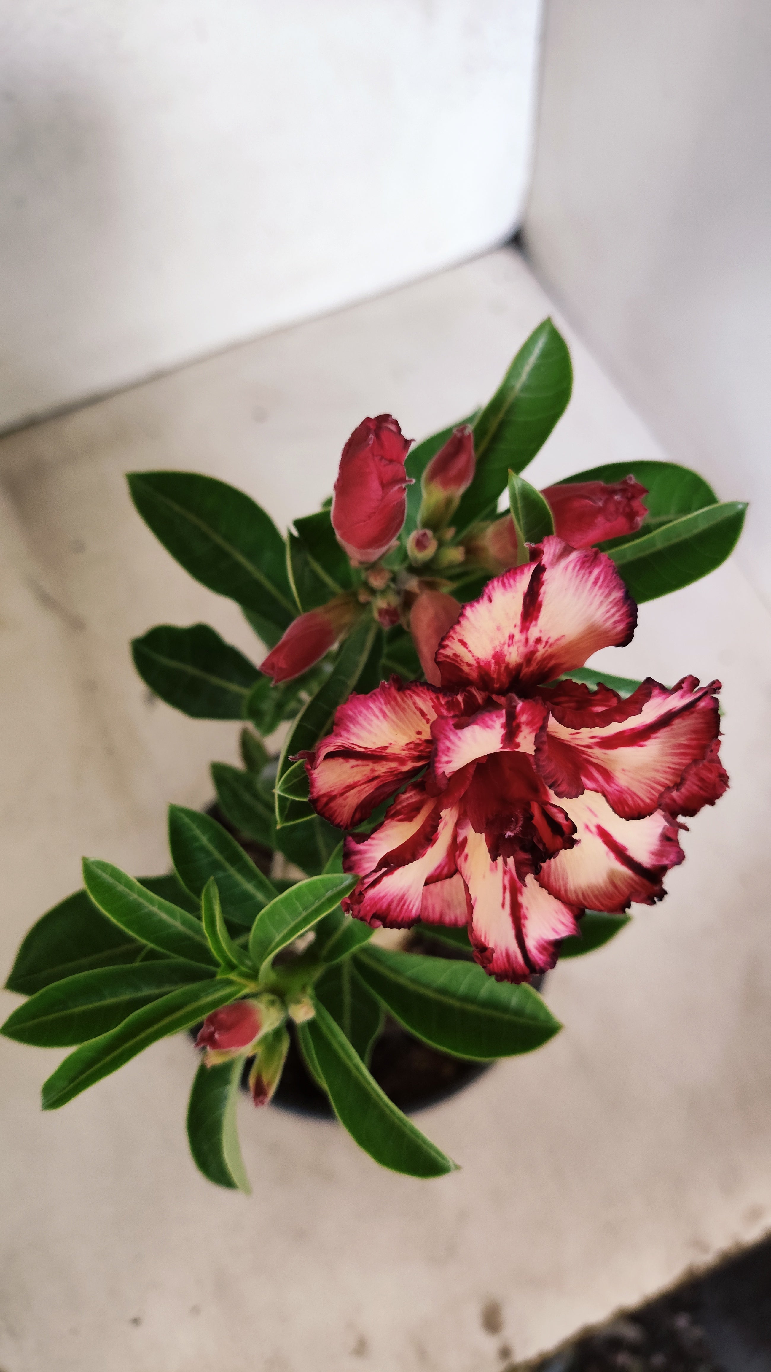 ENXERTO 12723– 25cm (cor LM 914)