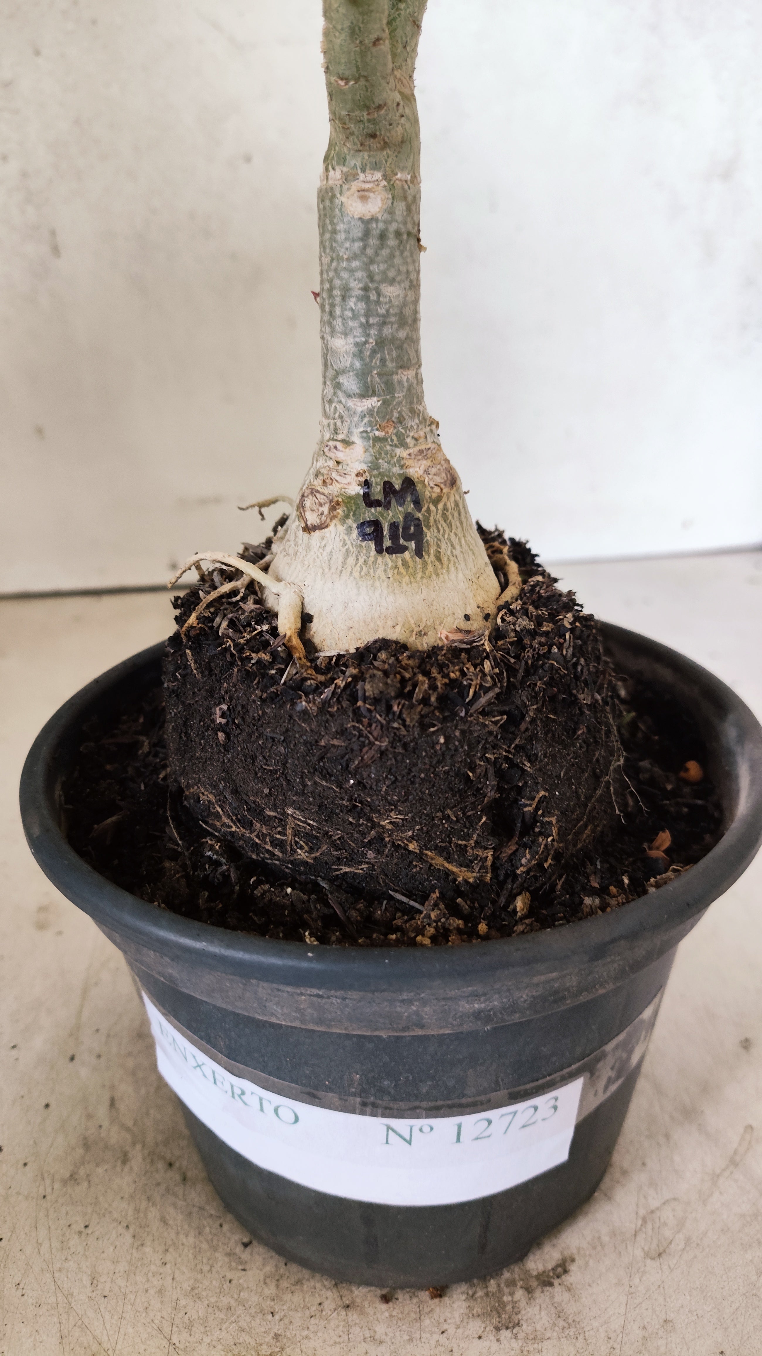 ENXERTO 12723– 25cm (cor LM 914)