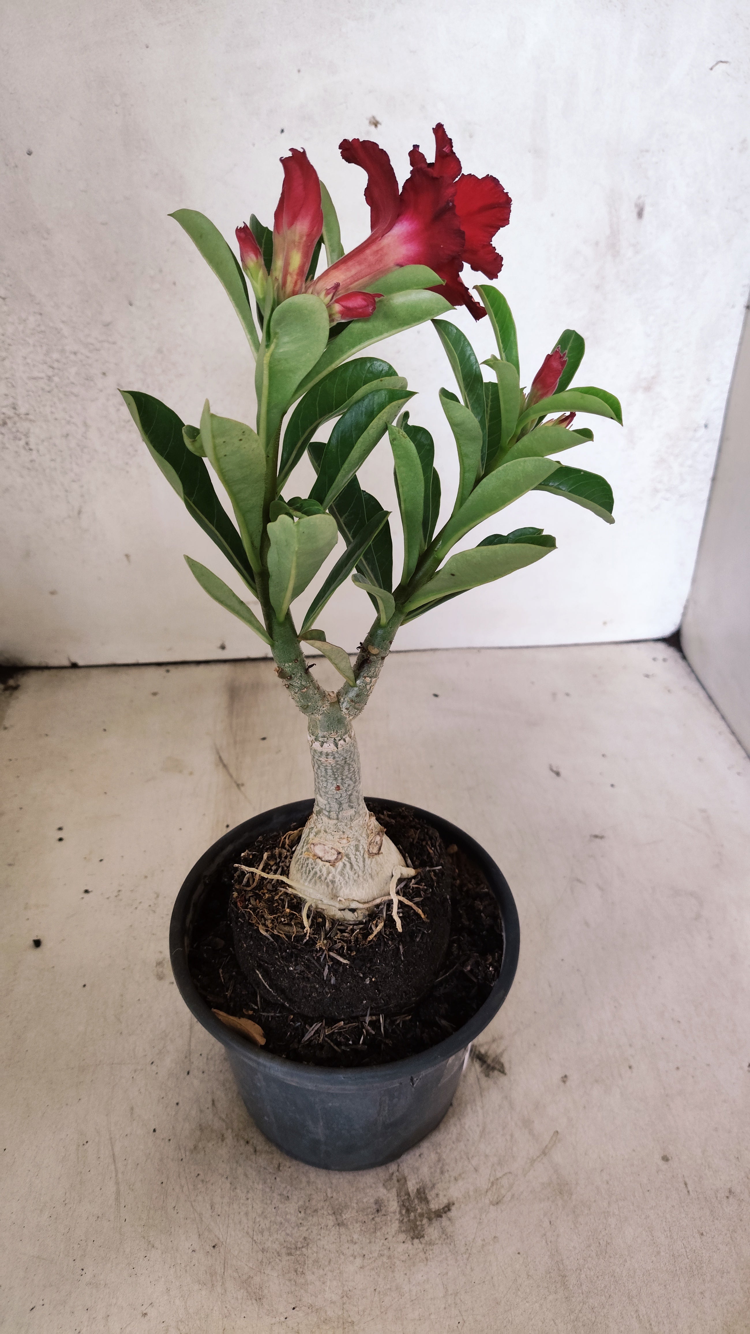 ENXERTO 12723– 25cm (cor LM 914)