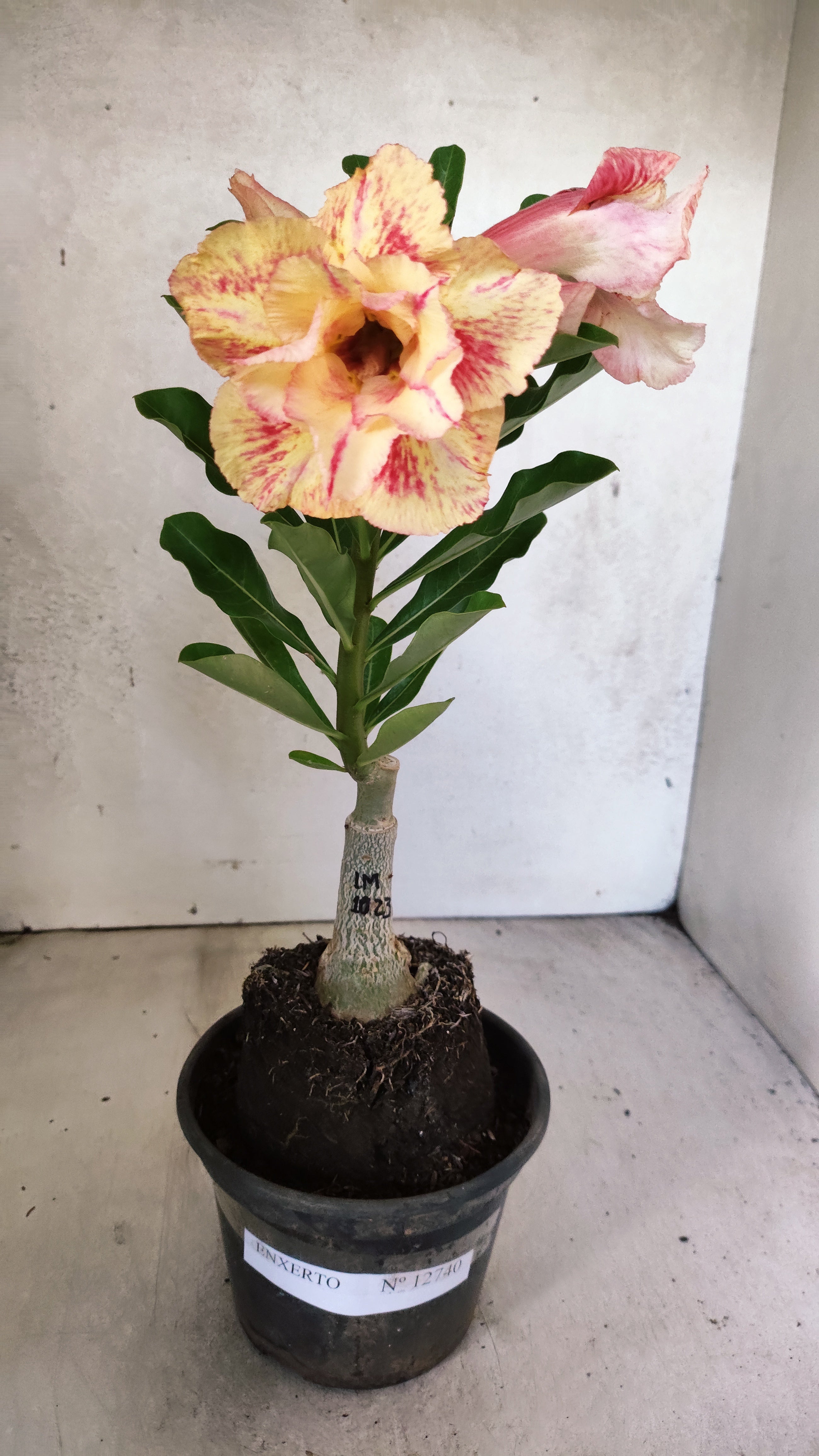 ENXERTO 12740 – 25cm (cor LM 1023)