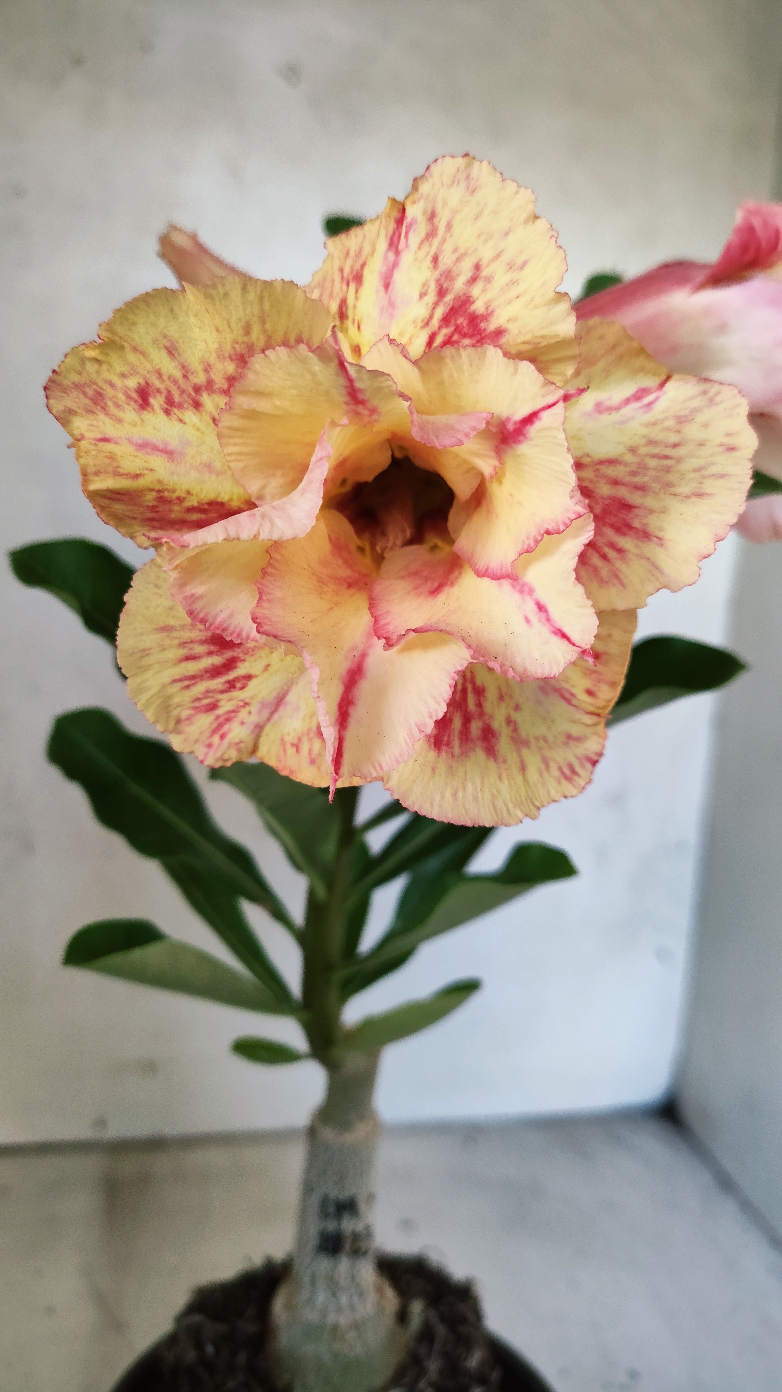 ENXERTO 12740 – 25cm (cor LM 1023)