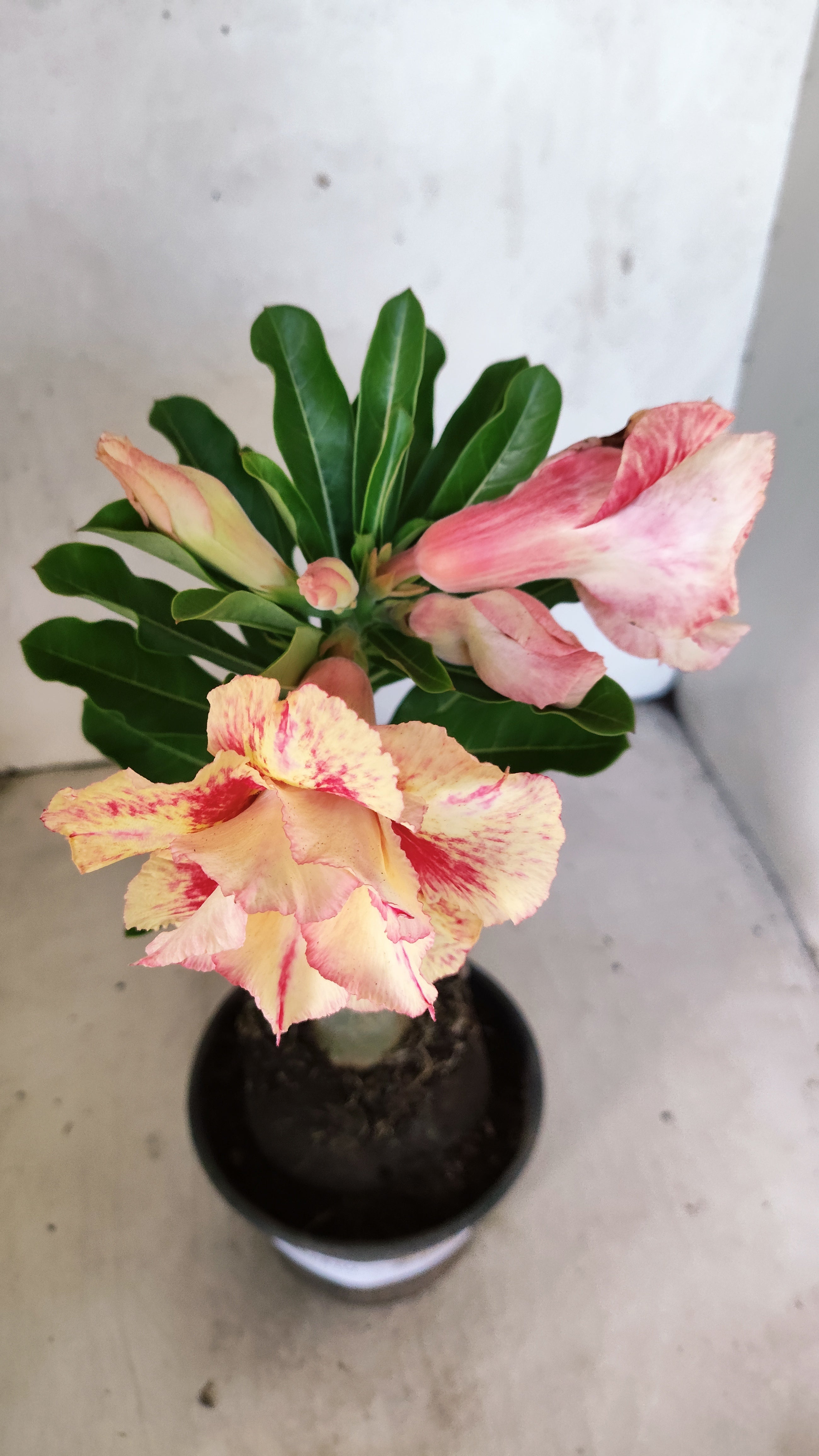 ENXERTO 12740 – 25cm (cor LM 1023)