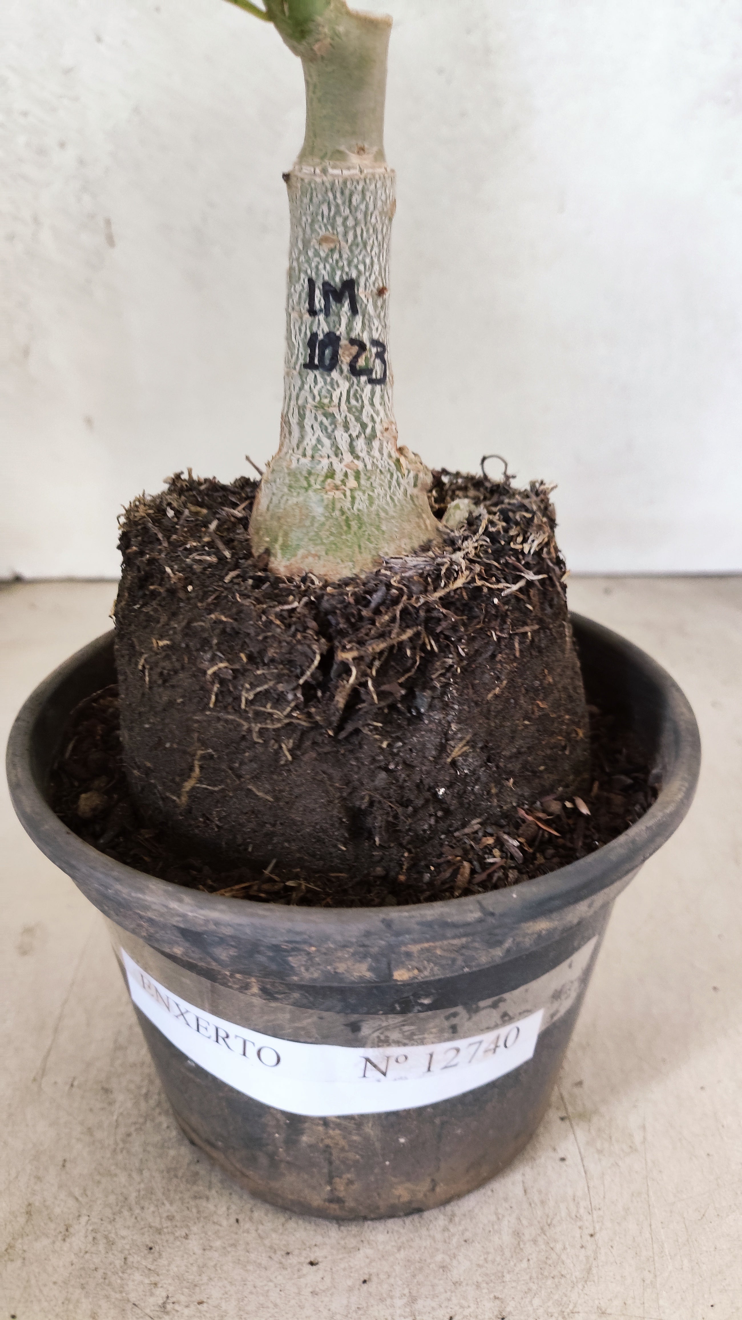 ENXERTO 12740 – 25cm (cor LM 1023)