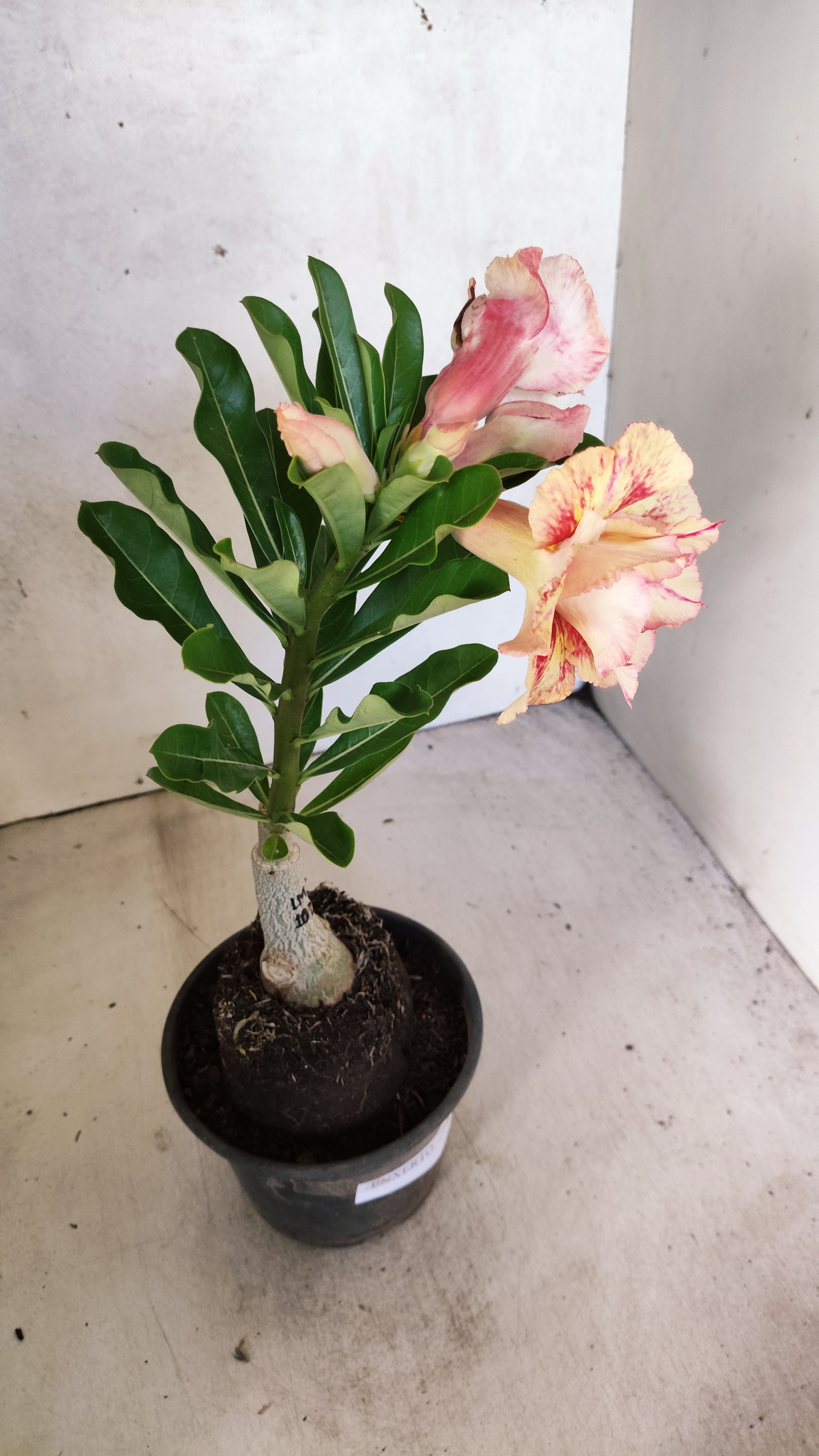 ENXERTO 12740 – 25cm (cor LM 1023)