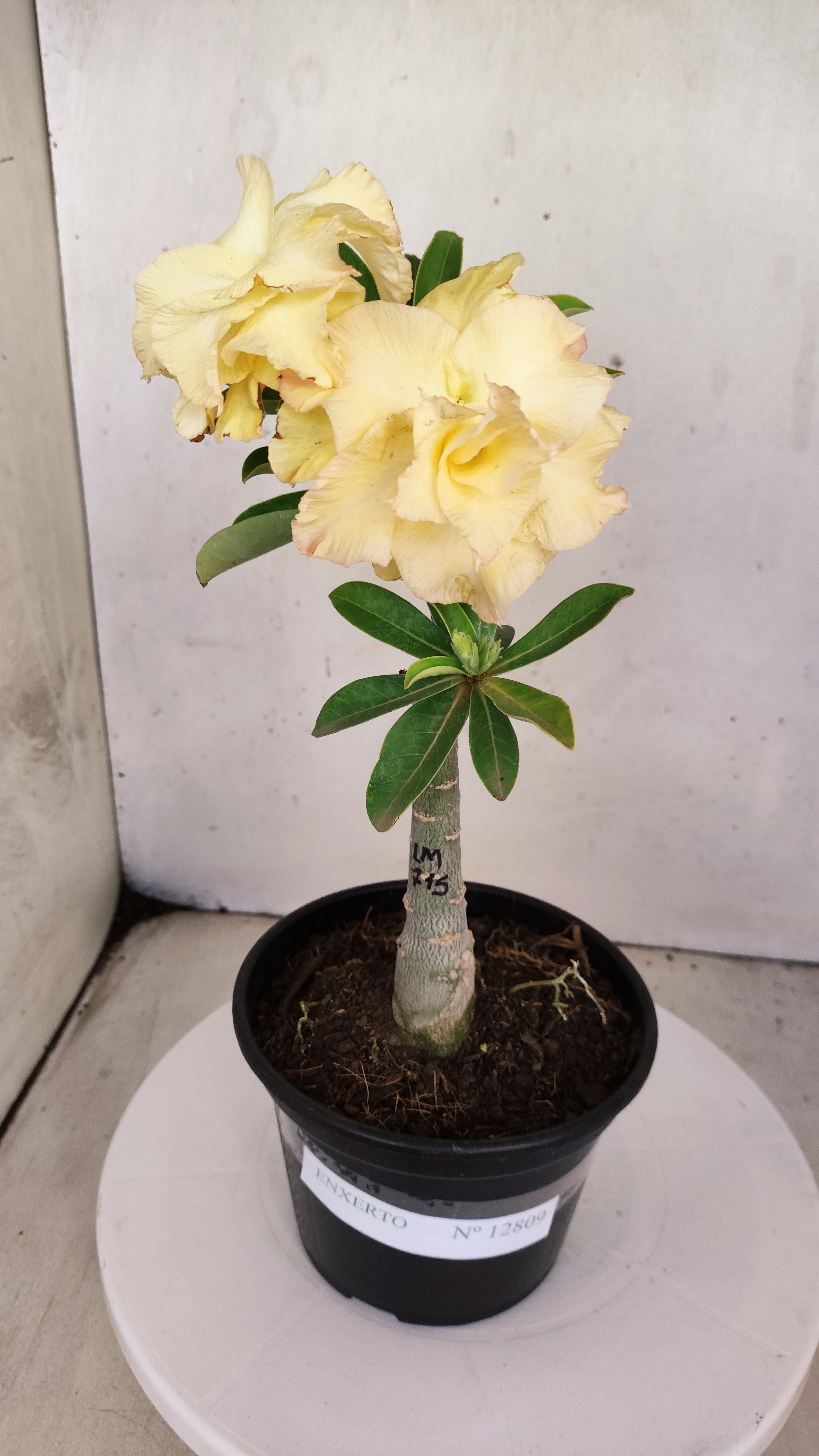 ENXERTO 12809 – 20cm (cor LM 715)