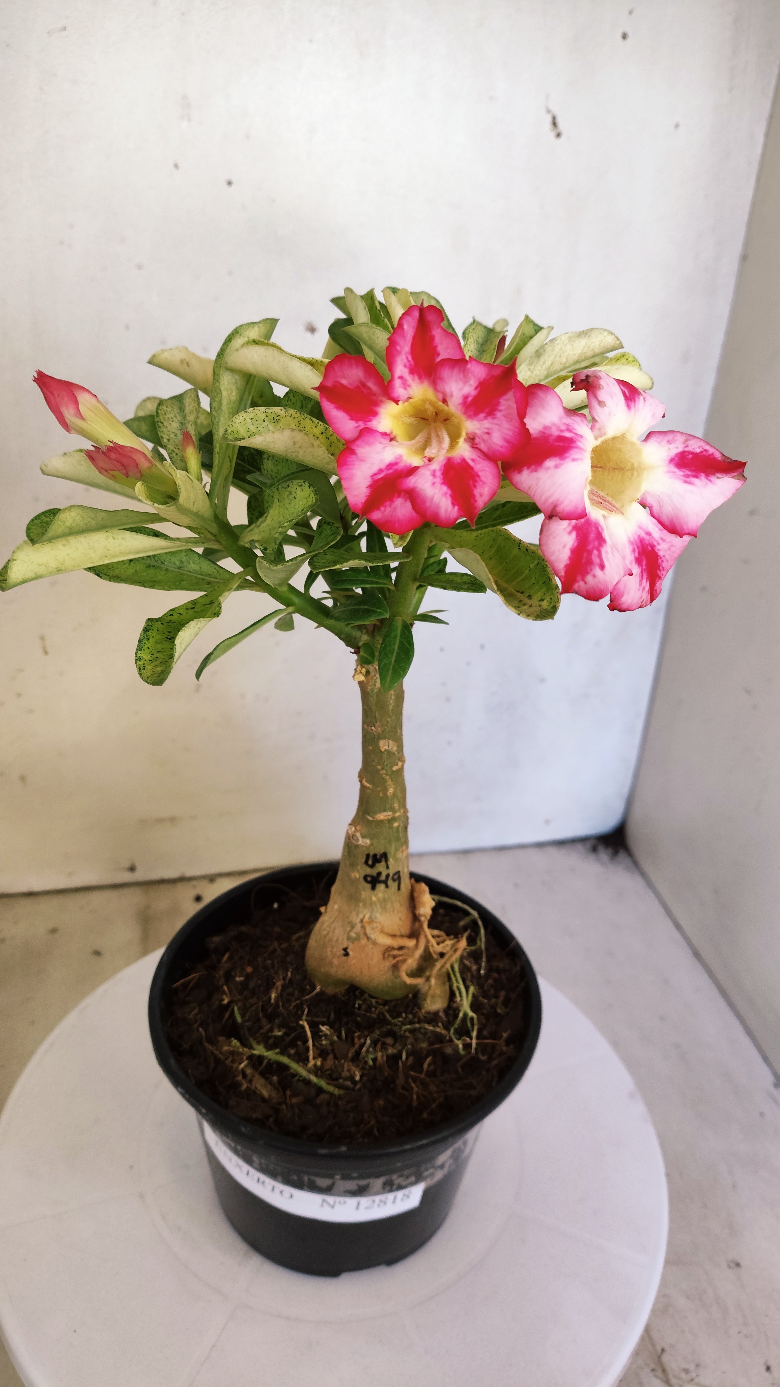 ENXERTO 12818 – 25cm (cor LM 949) VARIEGATA