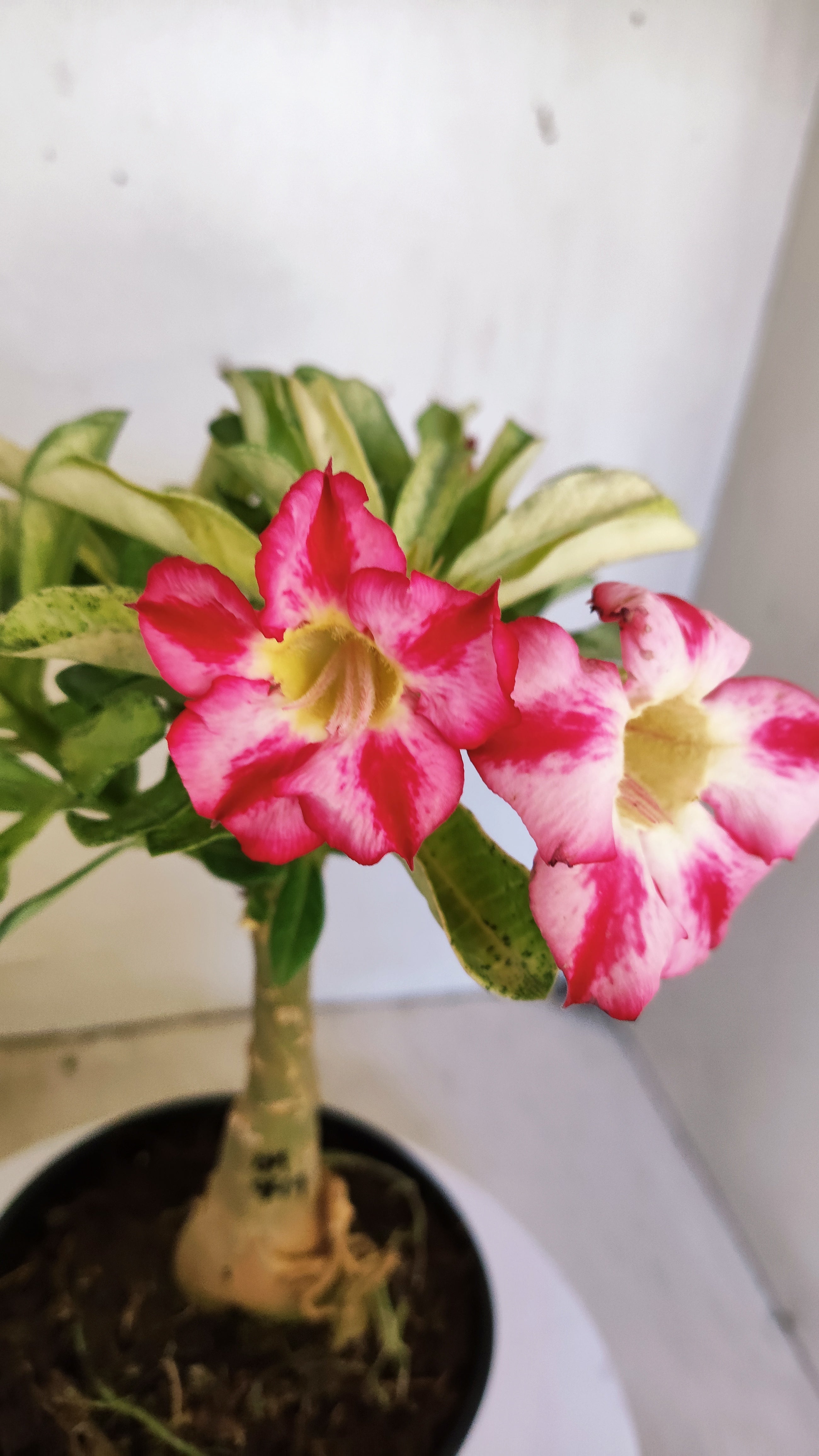 ENXERTO 12818 – 25cm (cor LM 949) VARIEGATA