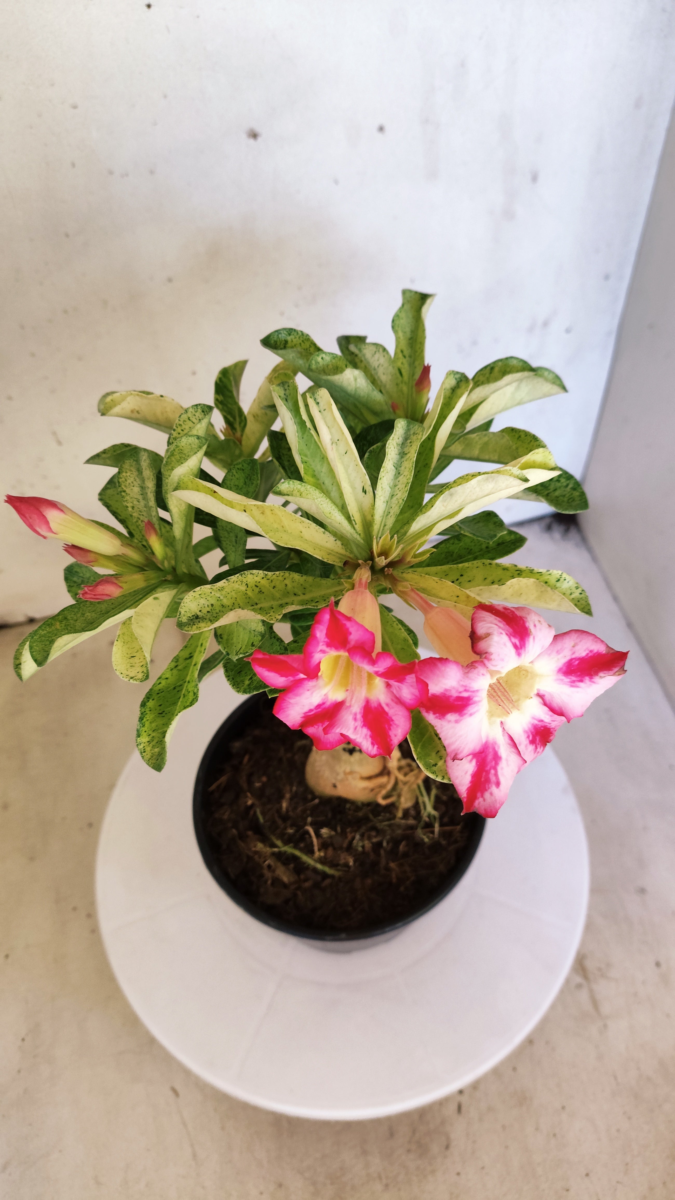 ENXERTO 12818 – 25cm (cor LM 949) VARIEGATA