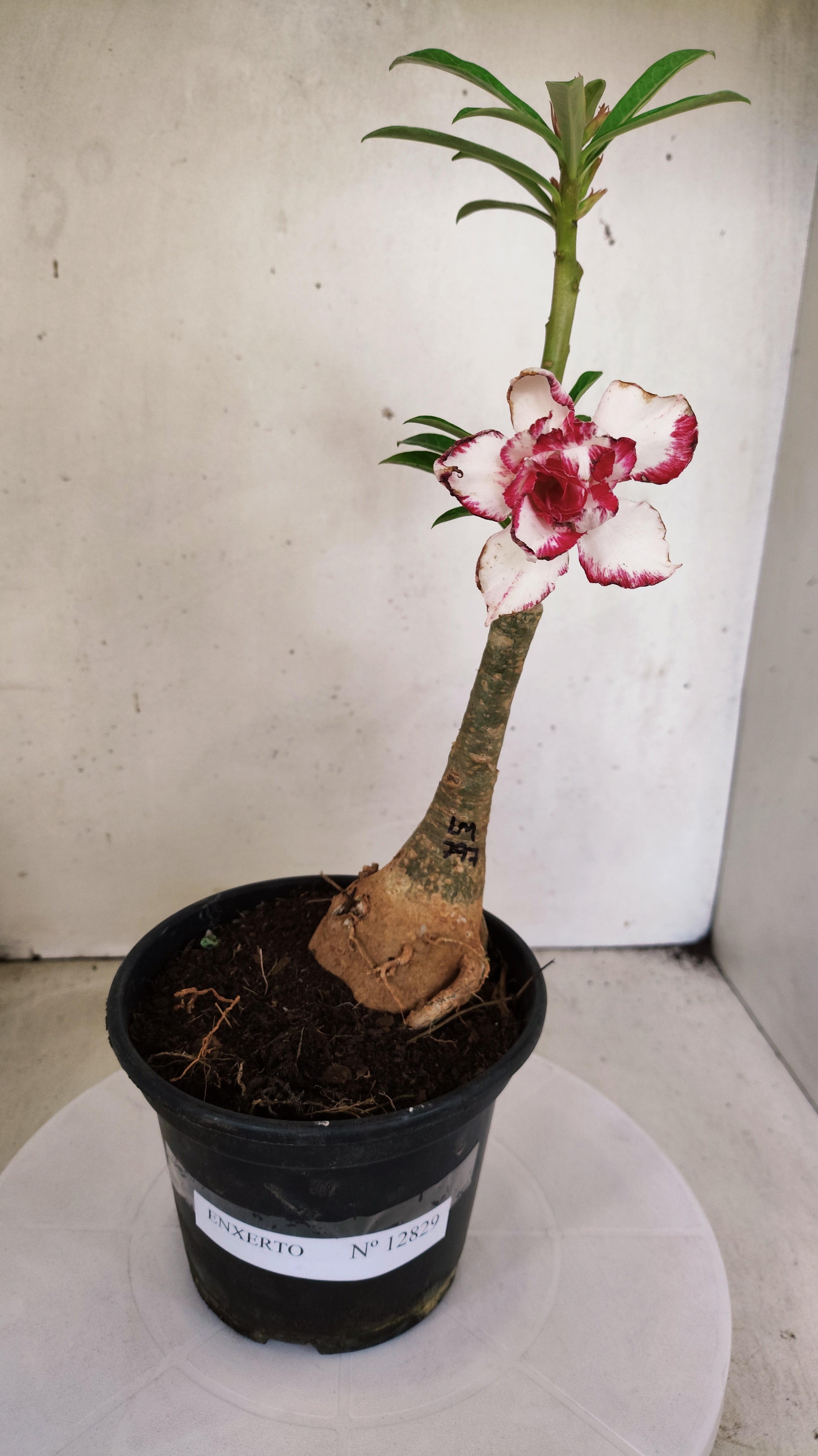 ENXERTO 12829 – 25cm (cor LM 797) Id: Ferrari
