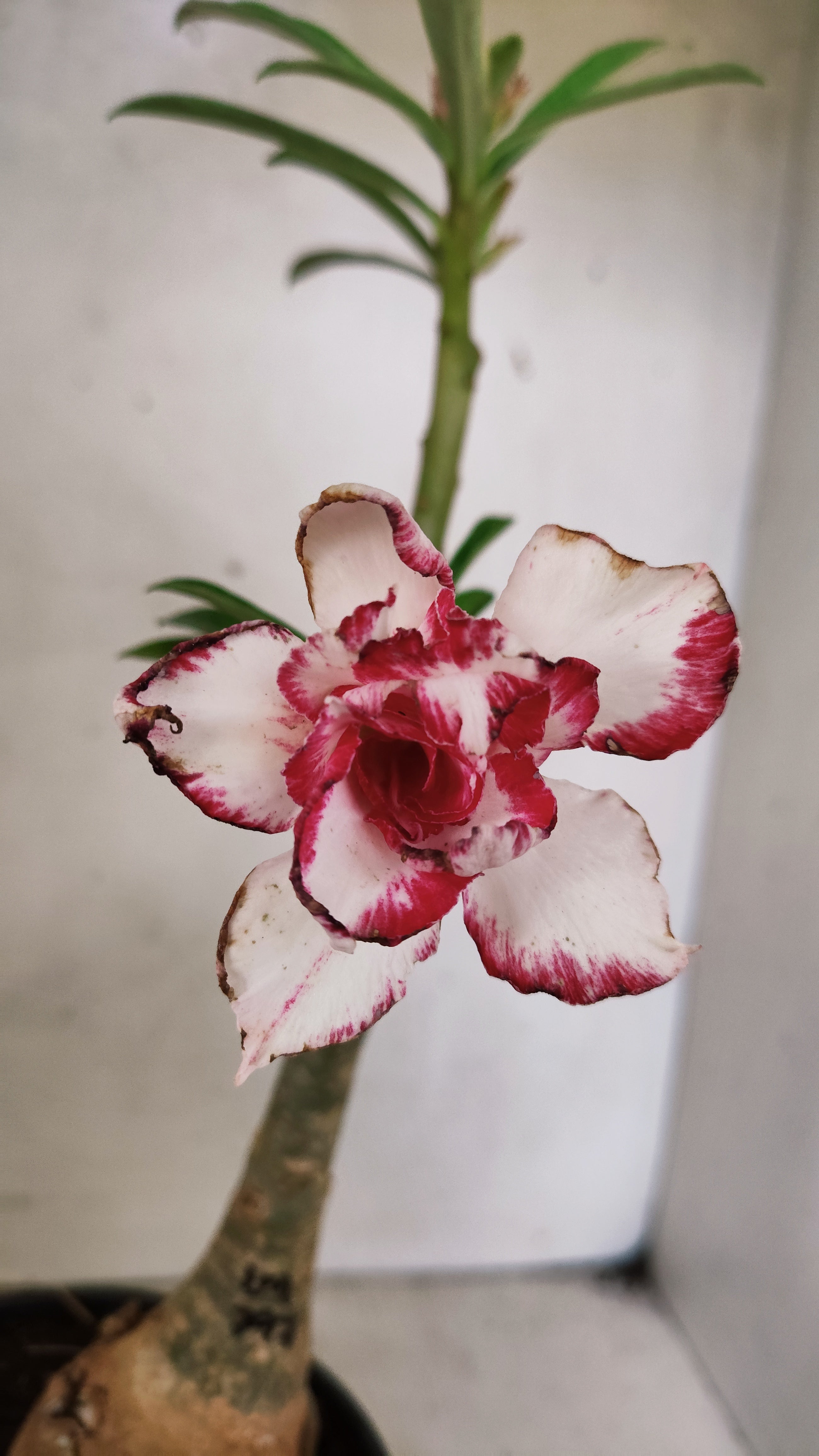 ENXERTO 12829 – 25cm (cor LM 797) Id: Ferrari