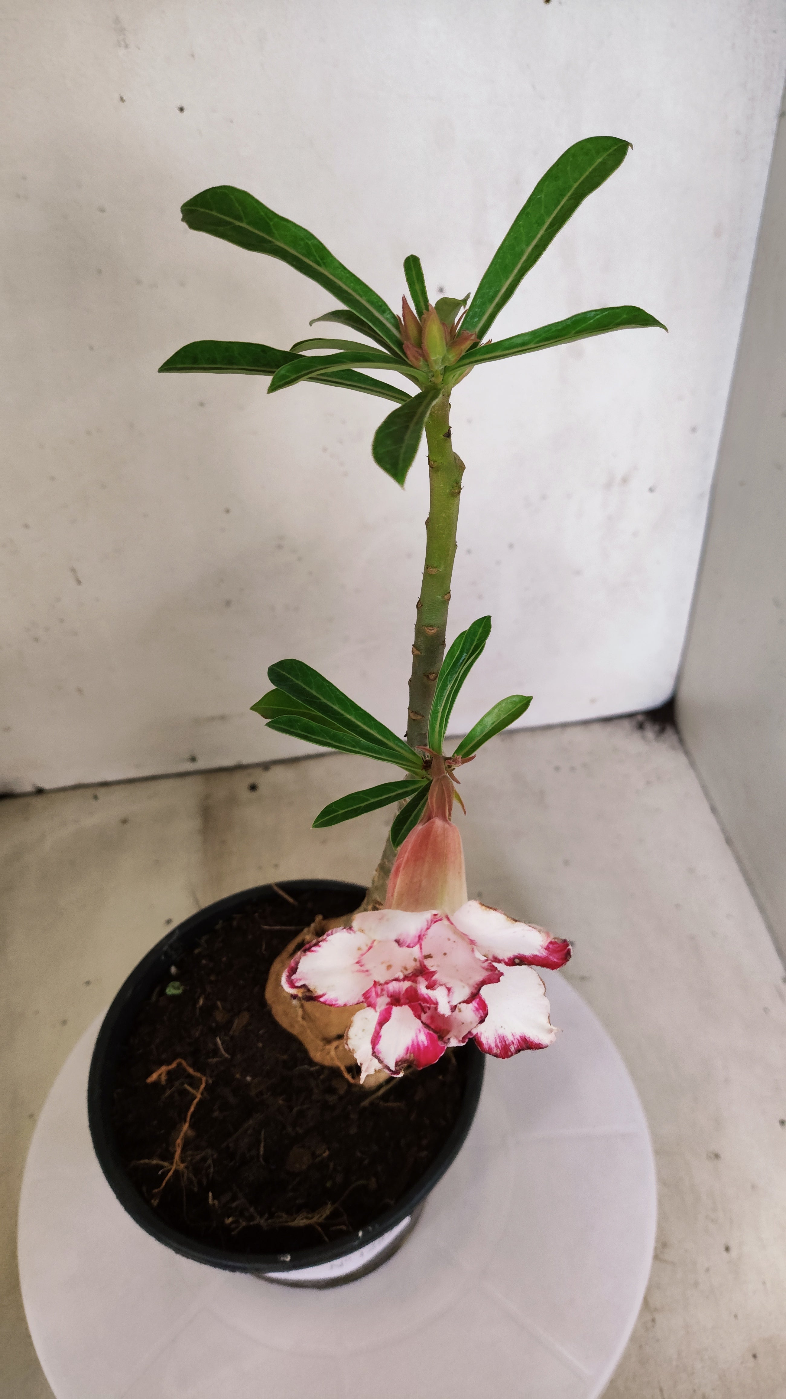 ENXERTO 12829 – 25cm (cor LM 797) Id: Ferrari