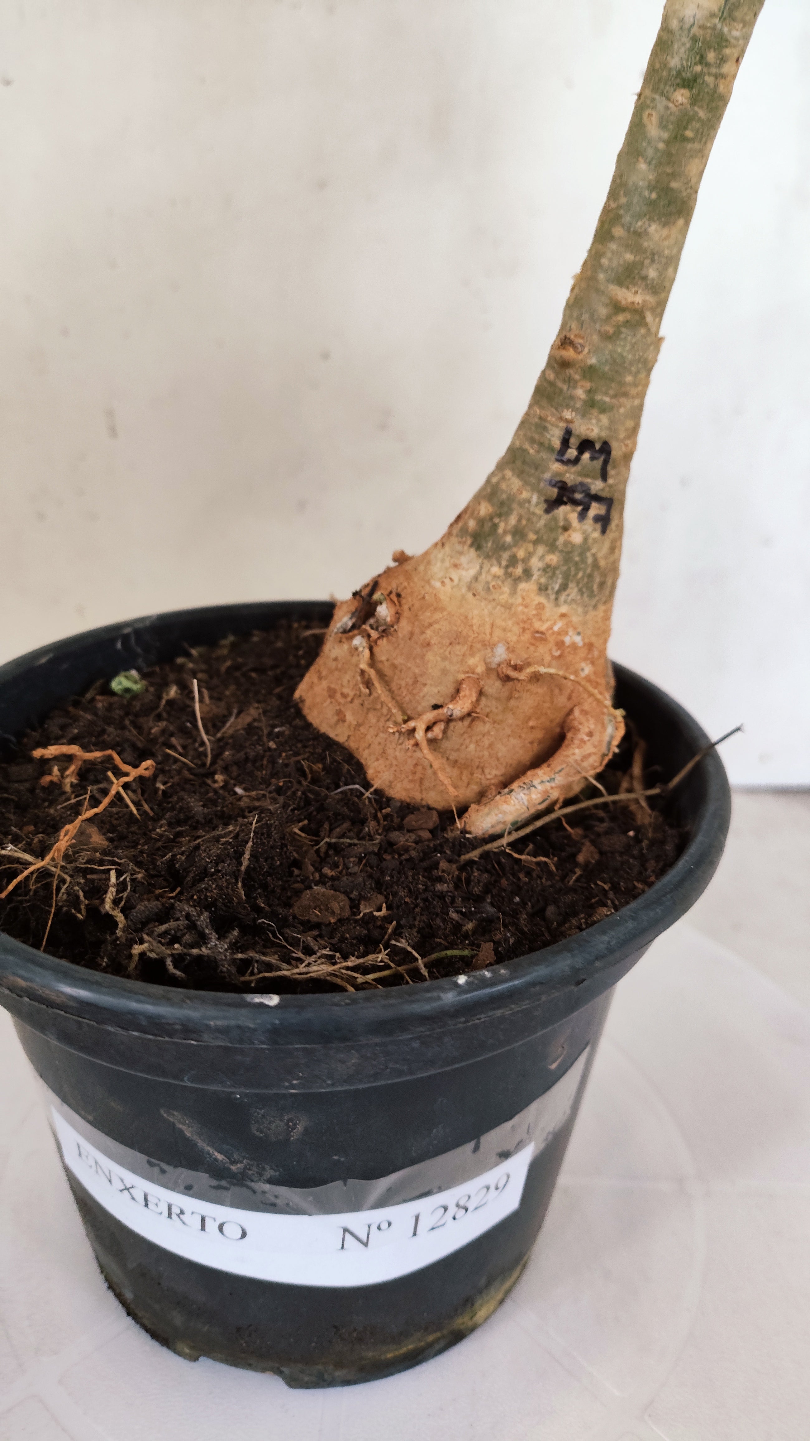 ENXERTO 12829 – 25cm (cor LM 797) Id: Ferrari