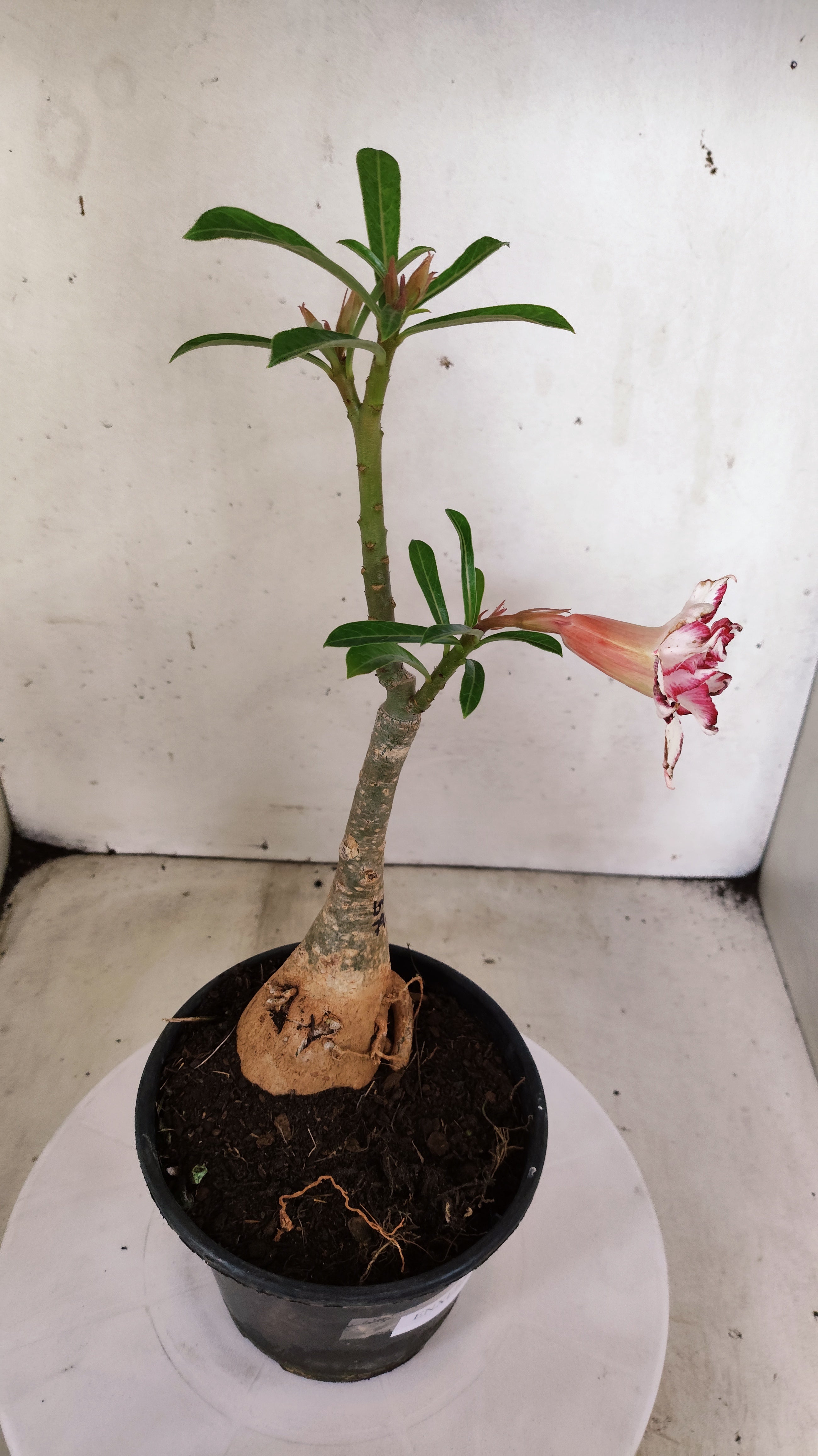 ENXERTO 12829 – 25cm (cor LM 797) Id: Ferrari