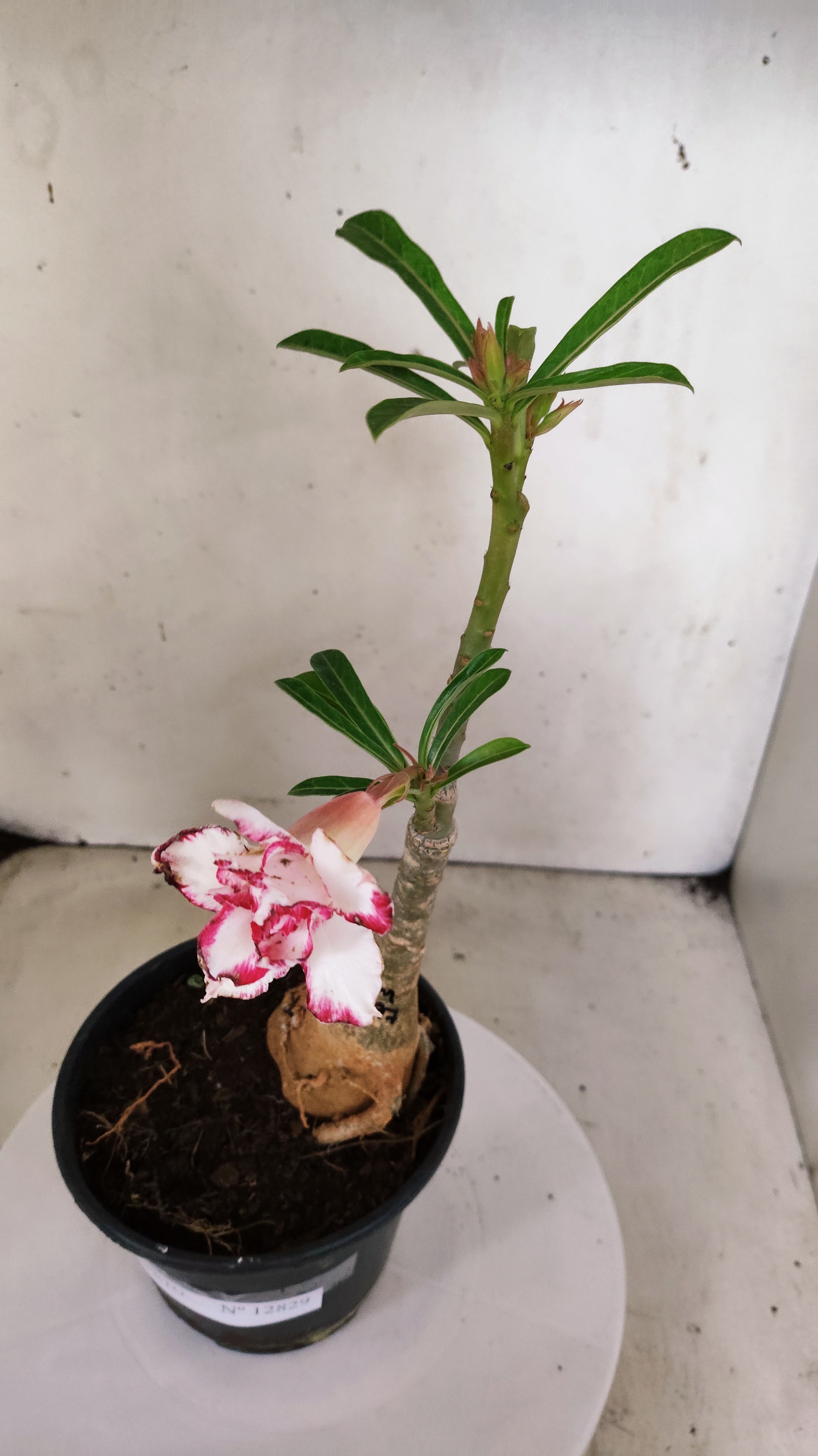 ENXERTO 12829 – 25cm (cor LM 797) Id: Ferrari