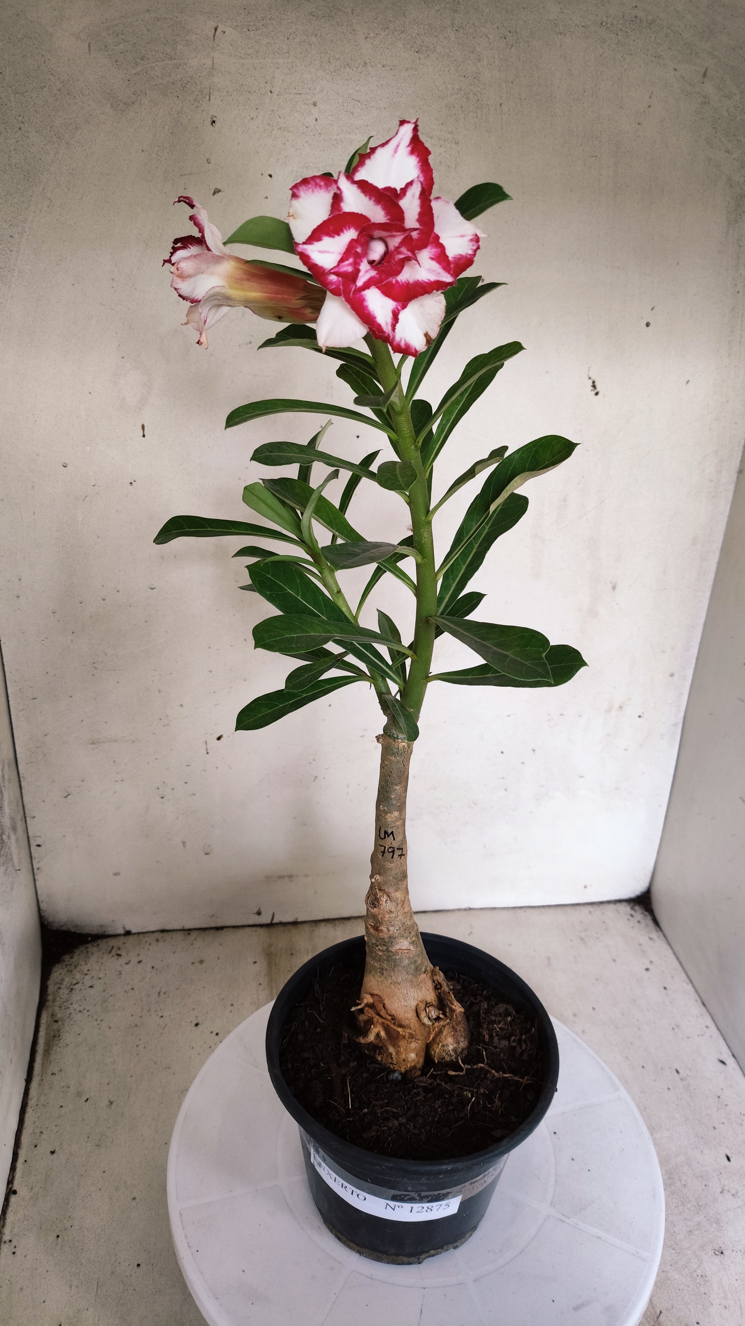 ENXERTO 12875 – 30cm (cor LM 797) iD: Ferrari