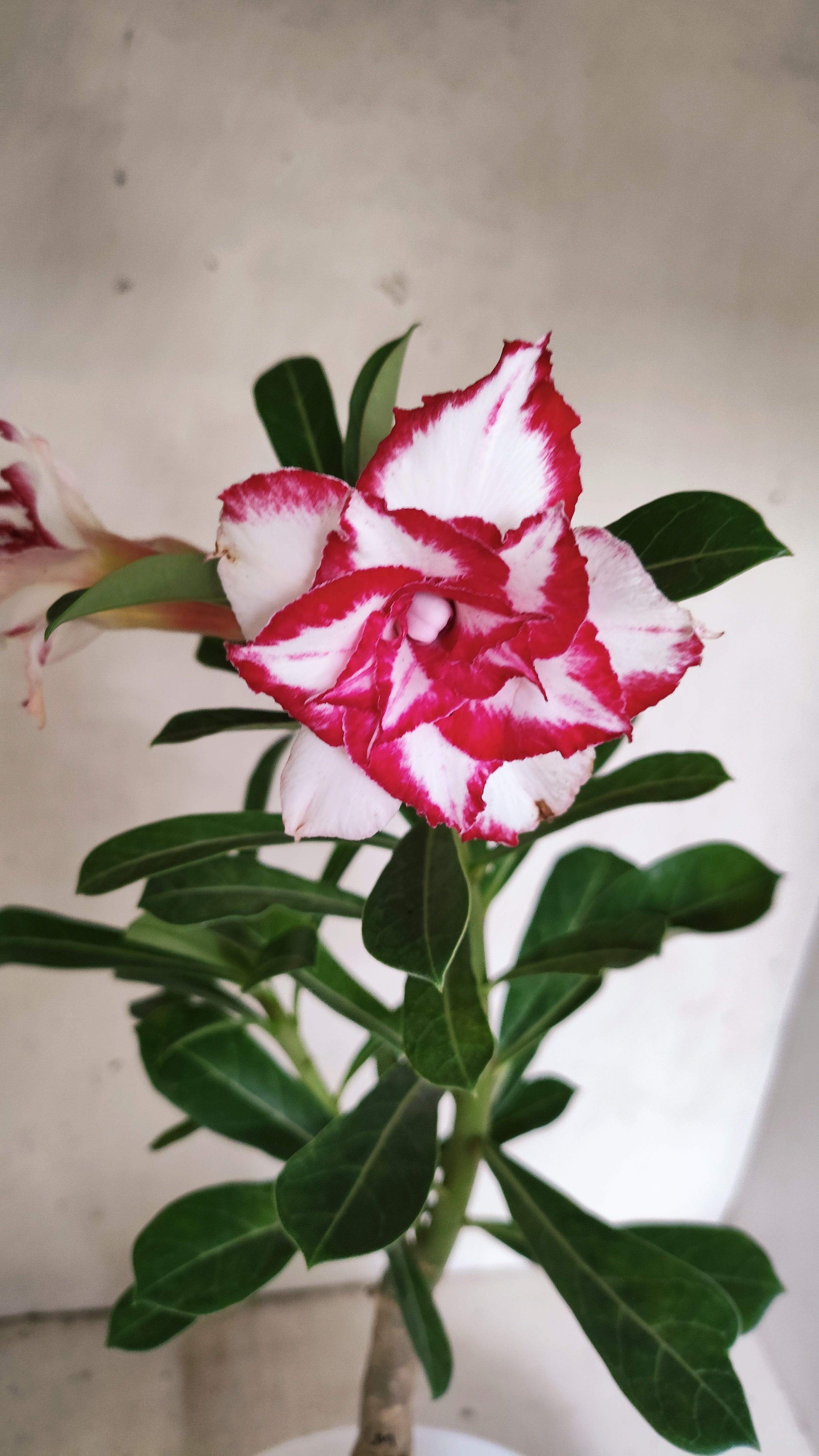 ENXERTO 12875 – 30cm (cor LM 797) iD: Ferrari