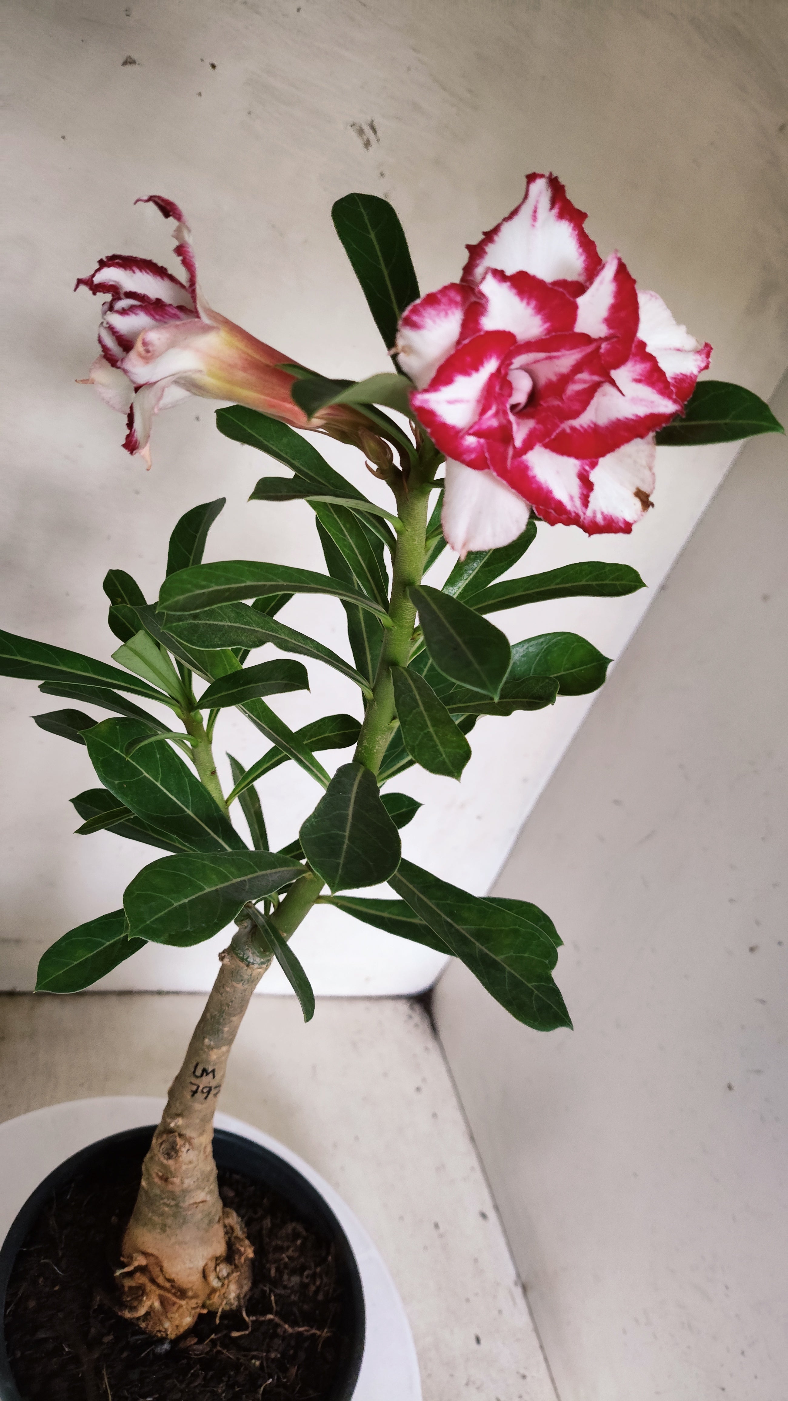 ENXERTO 12875 – 30cm (cor LM 797) iD: Ferrari