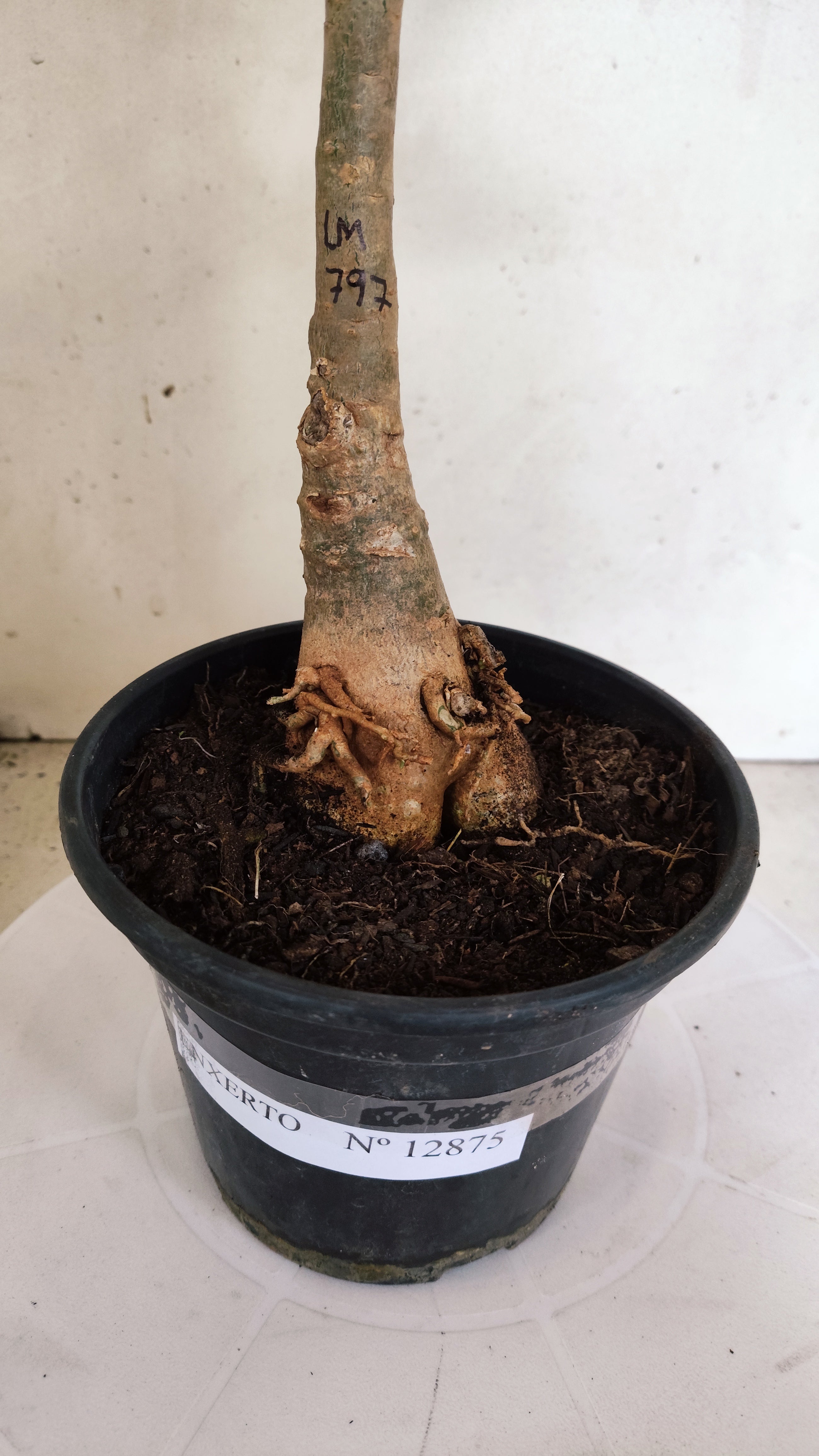 ENXERTO 12875 – 30cm (cor LM 797) iD: Ferrari