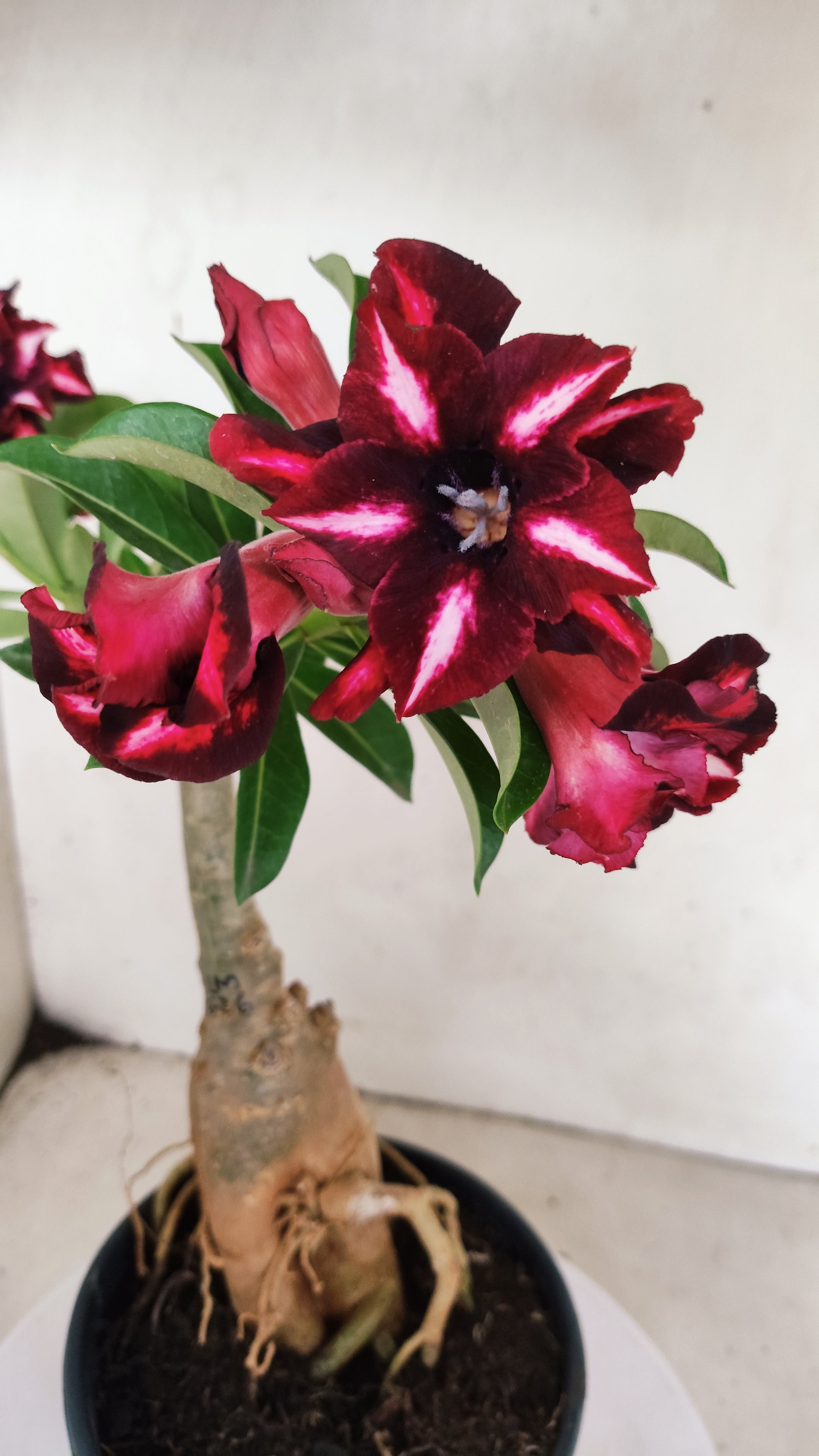 ENXERTO 12876 – 30cm (cor LM 626)