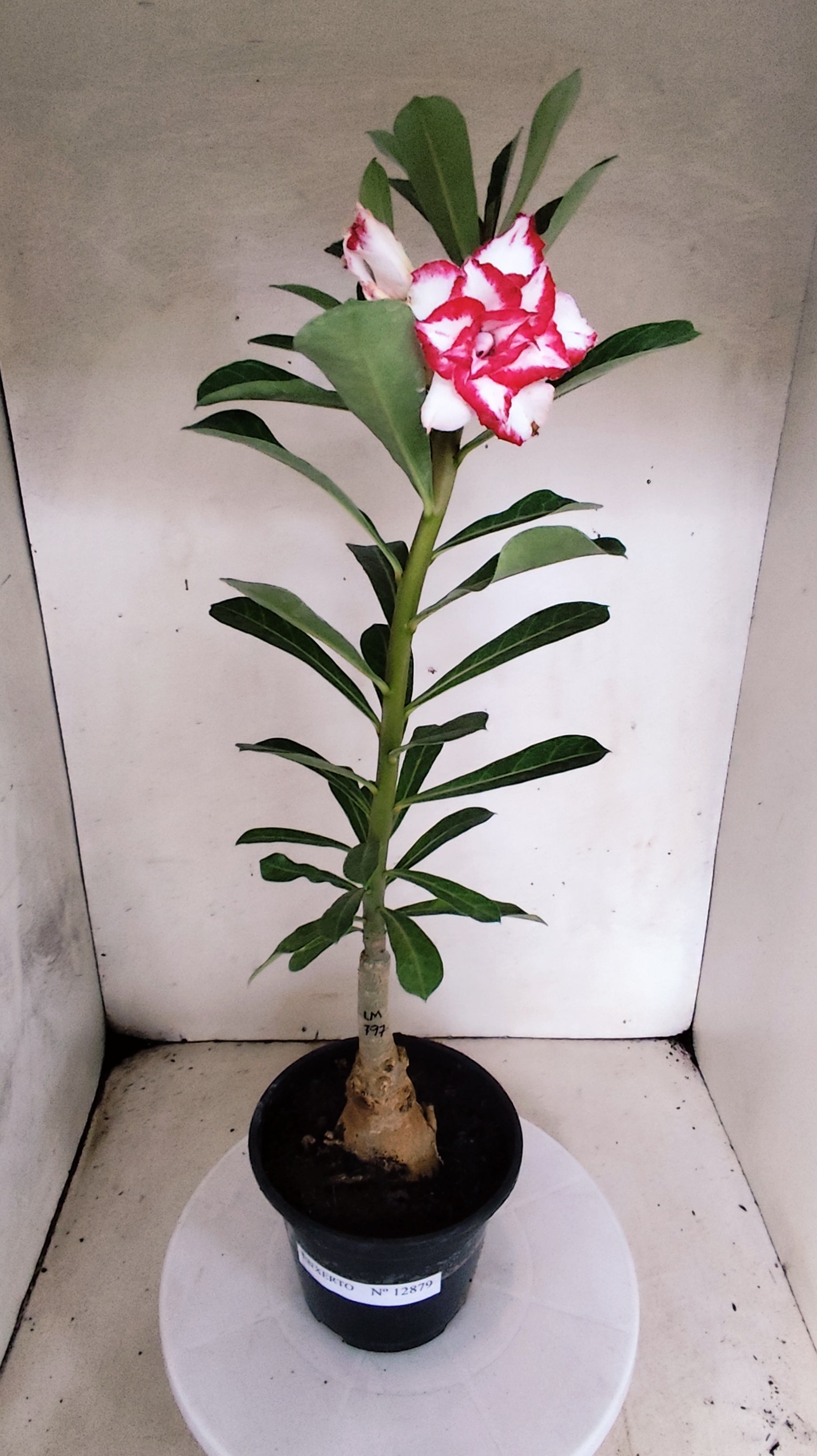 ENXERTO 12879 – 30cm (cor LM 797) iD: Ferrari