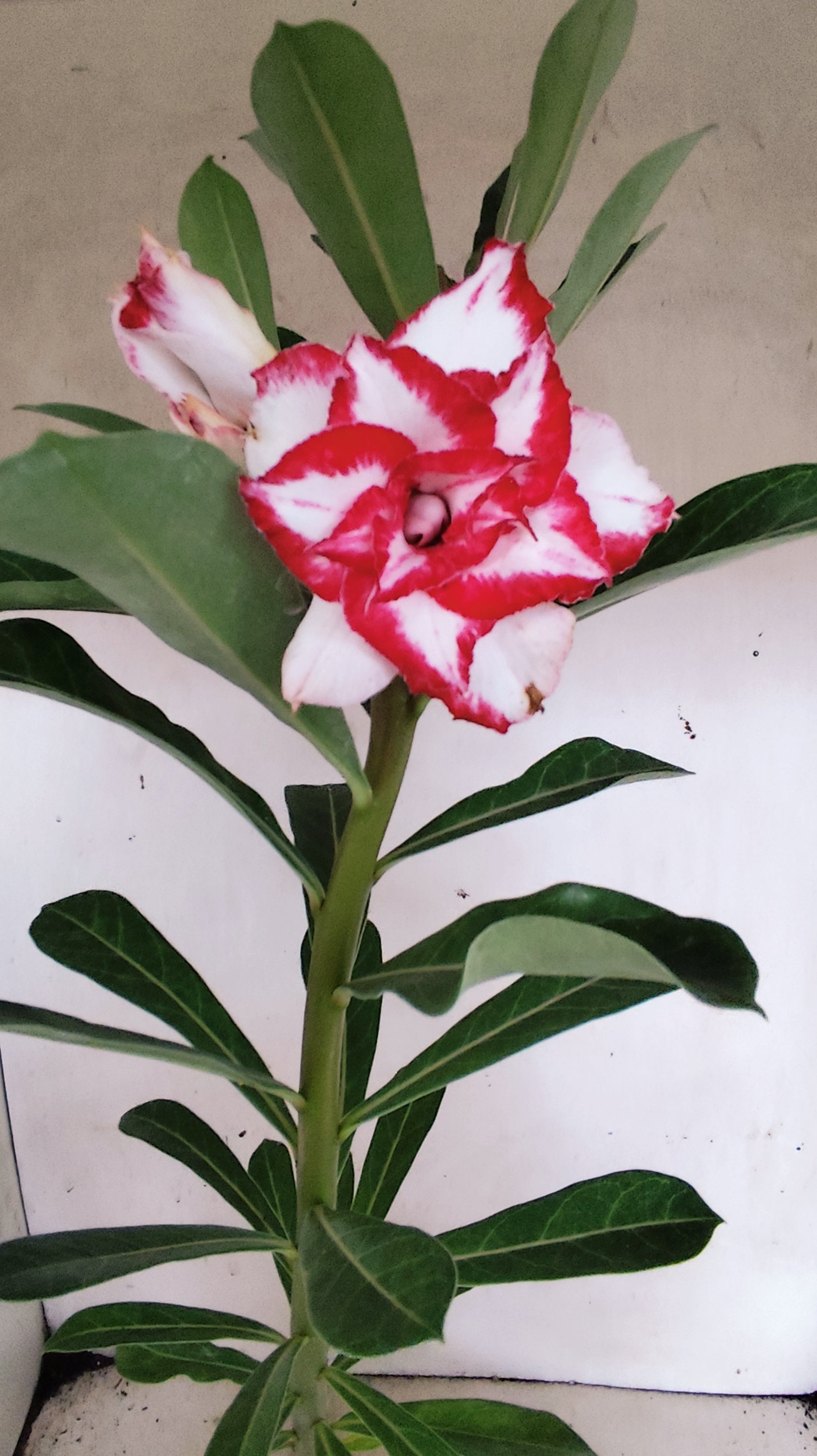 ENXERTO 12879 – 30cm (cor LM 797) iD: Ferrari