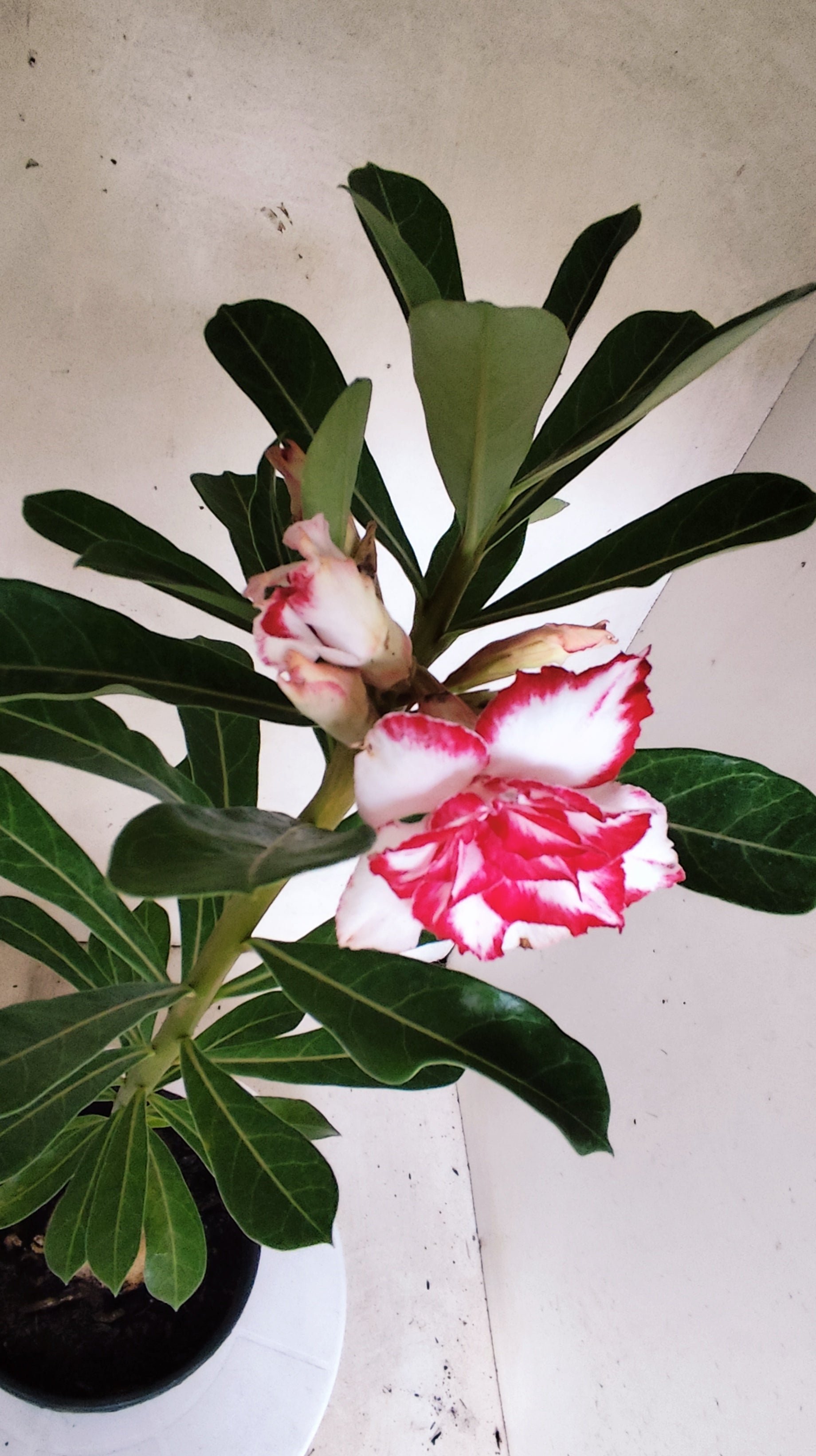 ENXERTO 12879 – 30cm (cor LM 797) iD: Ferrari