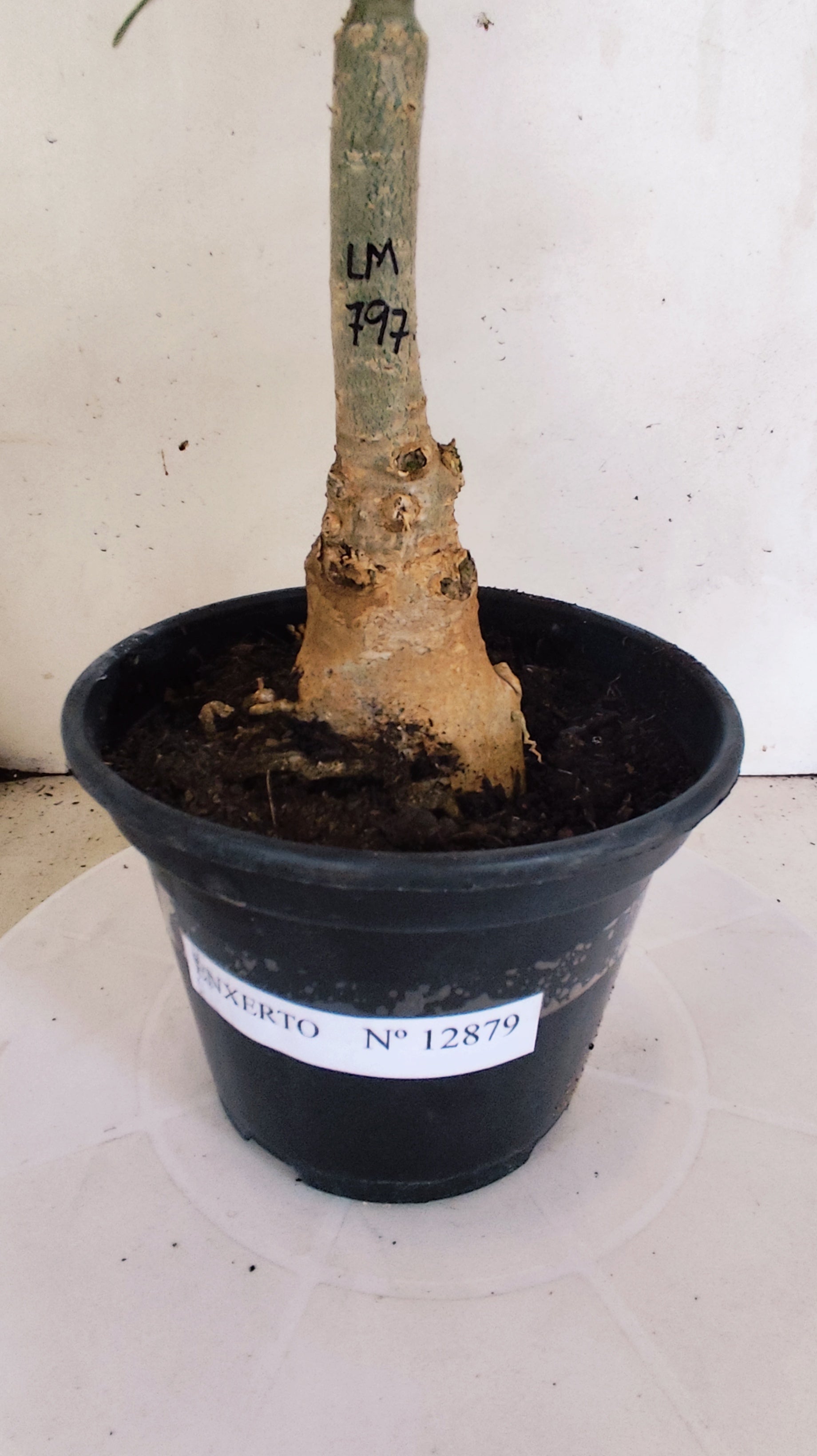 ENXERTO 12879 – 30cm (cor LM 797) iD: Ferrari