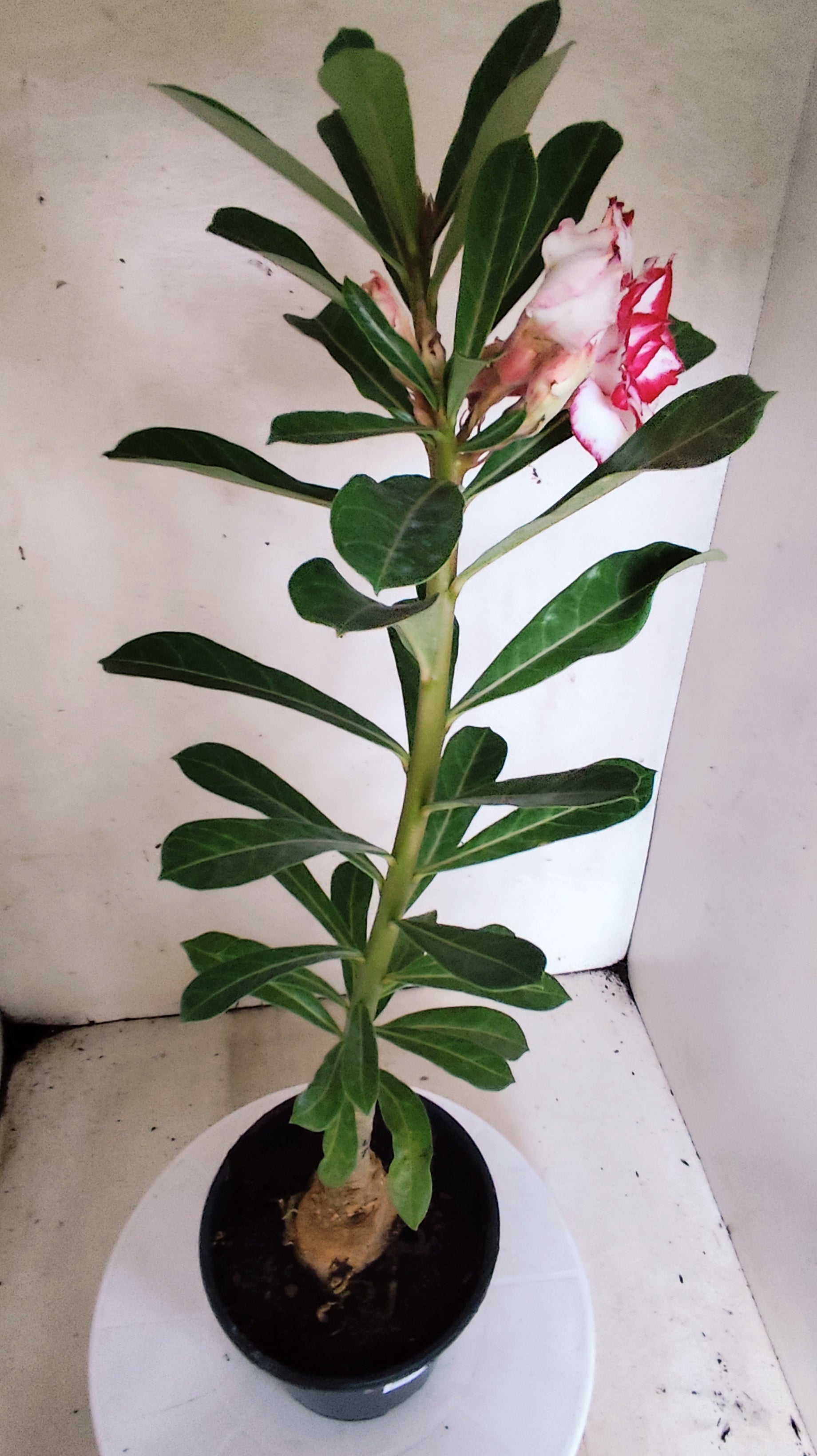 ENXERTO 12879 – 30cm (cor LM 797) iD: Ferrari