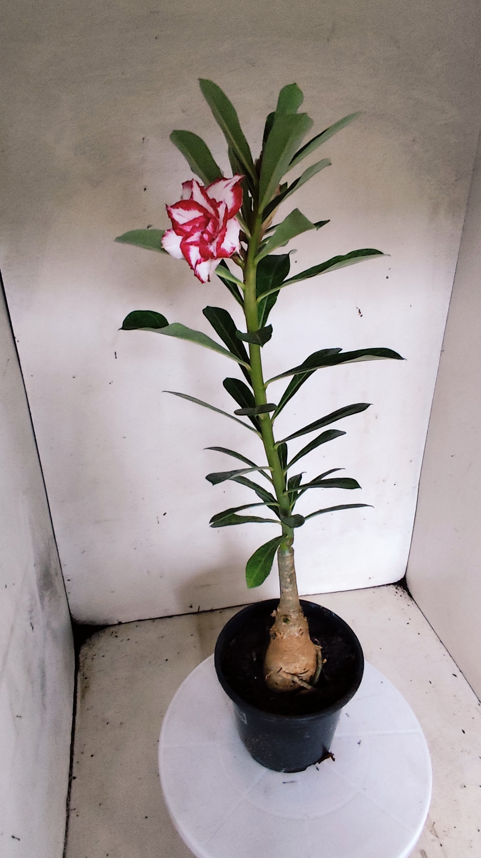 ENXERTO 12879 – 30cm (cor LM 797) iD: Ferrari