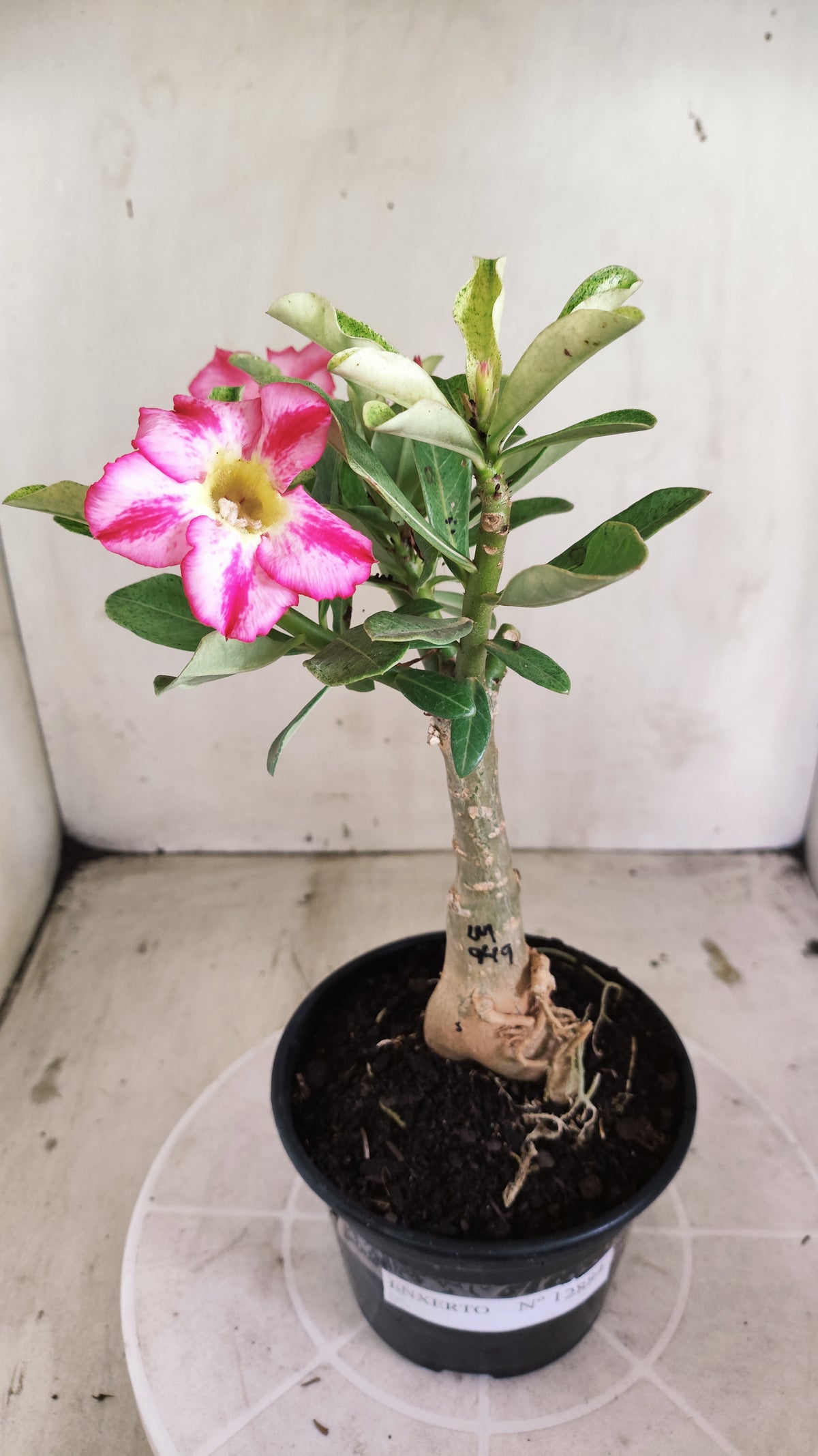 ENXERTO 12884 – 25cm (cor LM 949) VARIEGATA