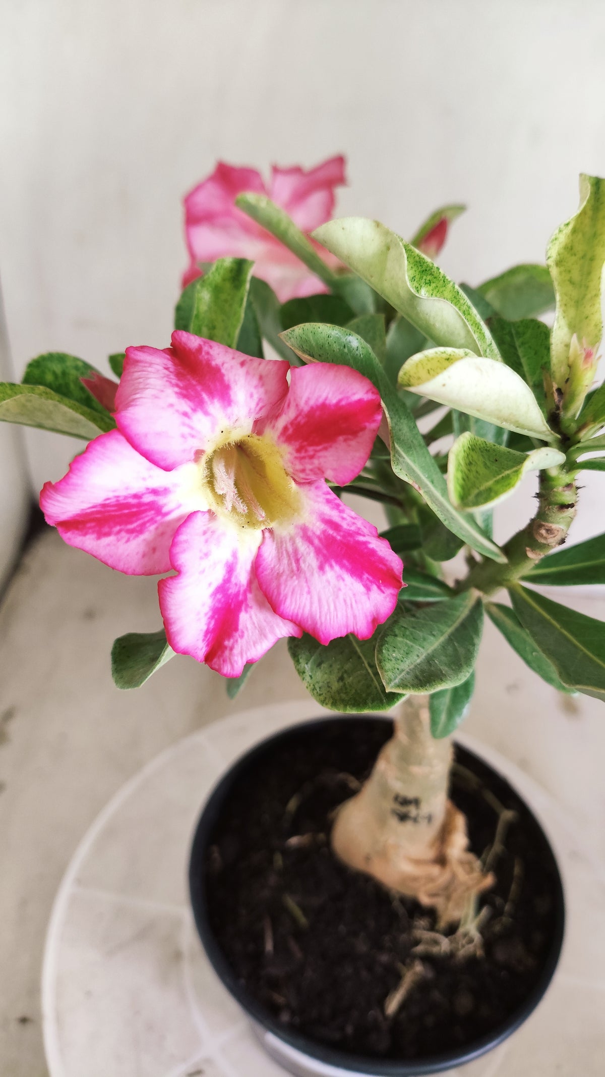 ENXERTO 12884 – 25cm (cor LM 949) VARIEGATA
