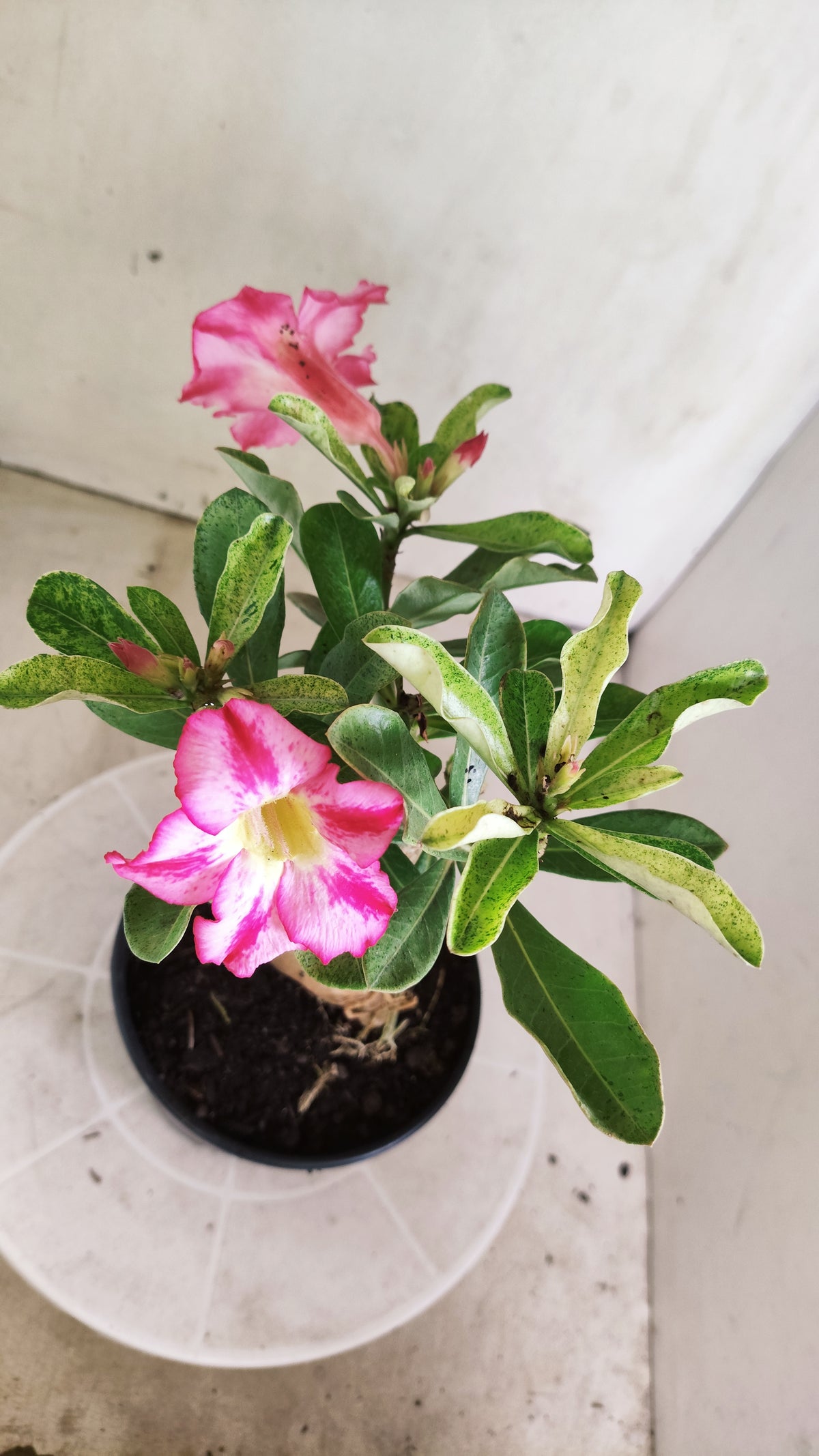ENXERTO 12884 – 25cm (cor LM 949) VARIEGATA