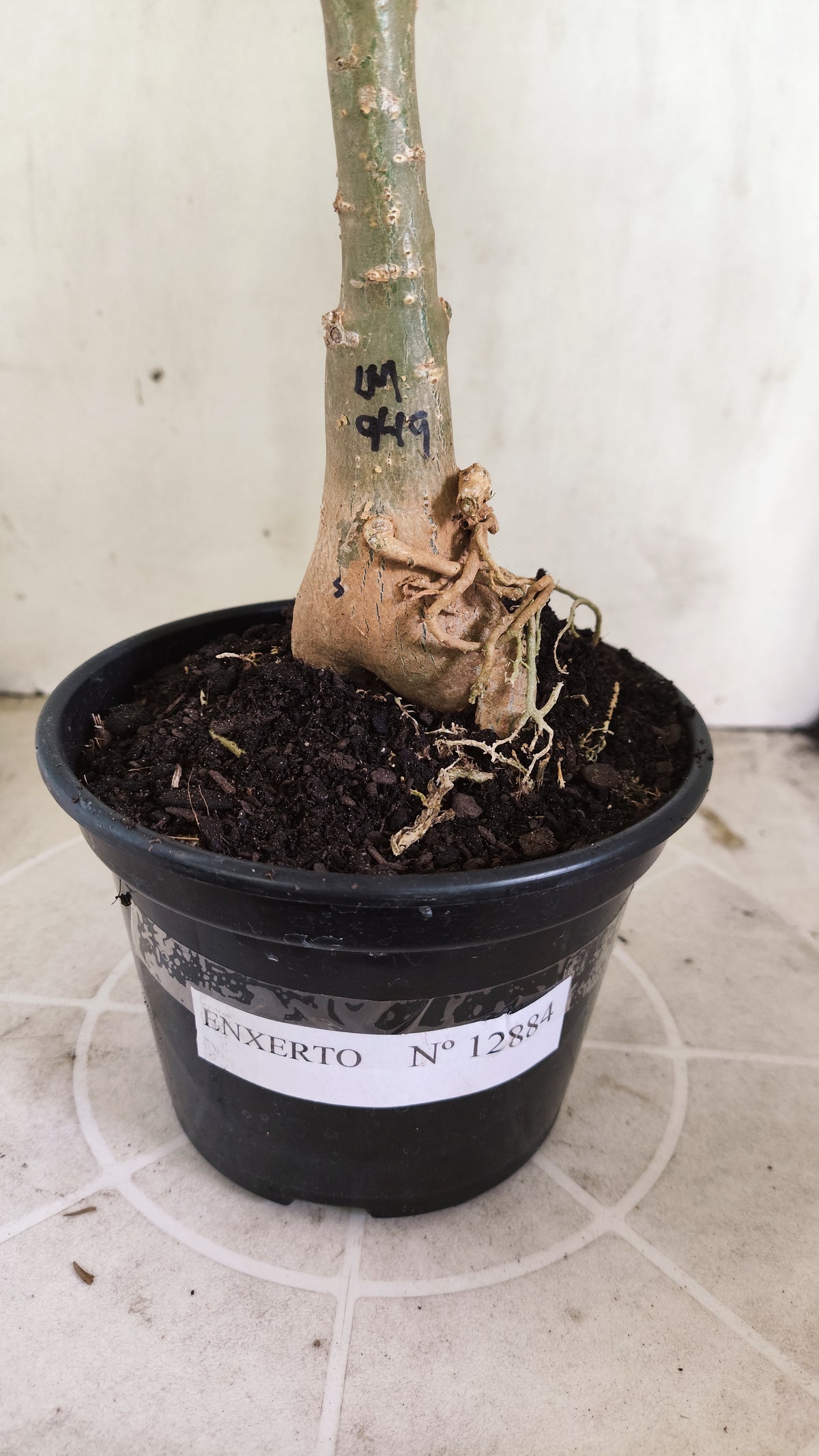 ENXERTO 12884 – 25cm (cor LM 949) VARIEGATA